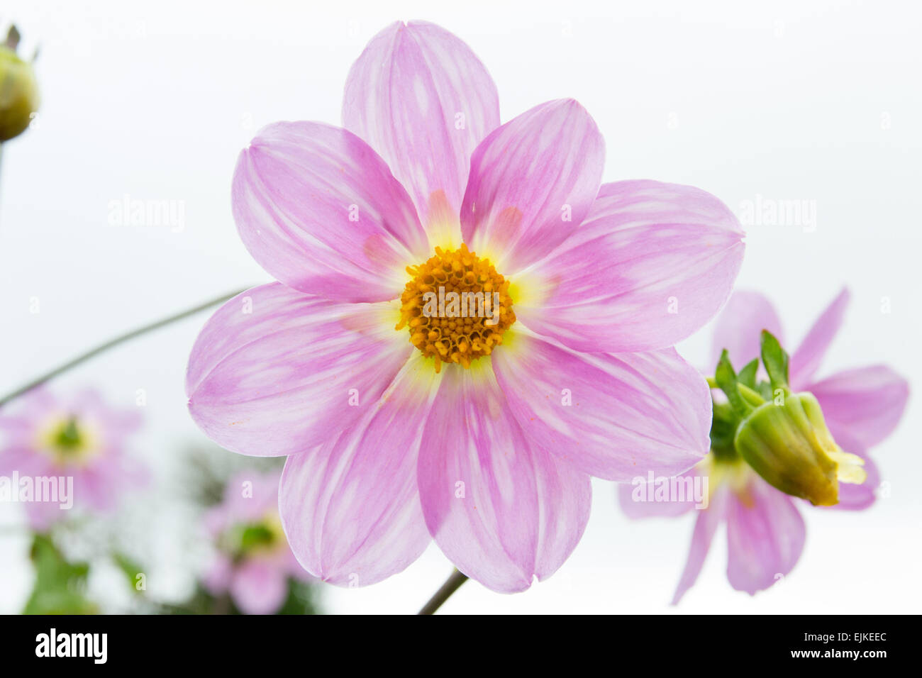 pink dahlia flower against a white / grey background Stock Photo - Alamy