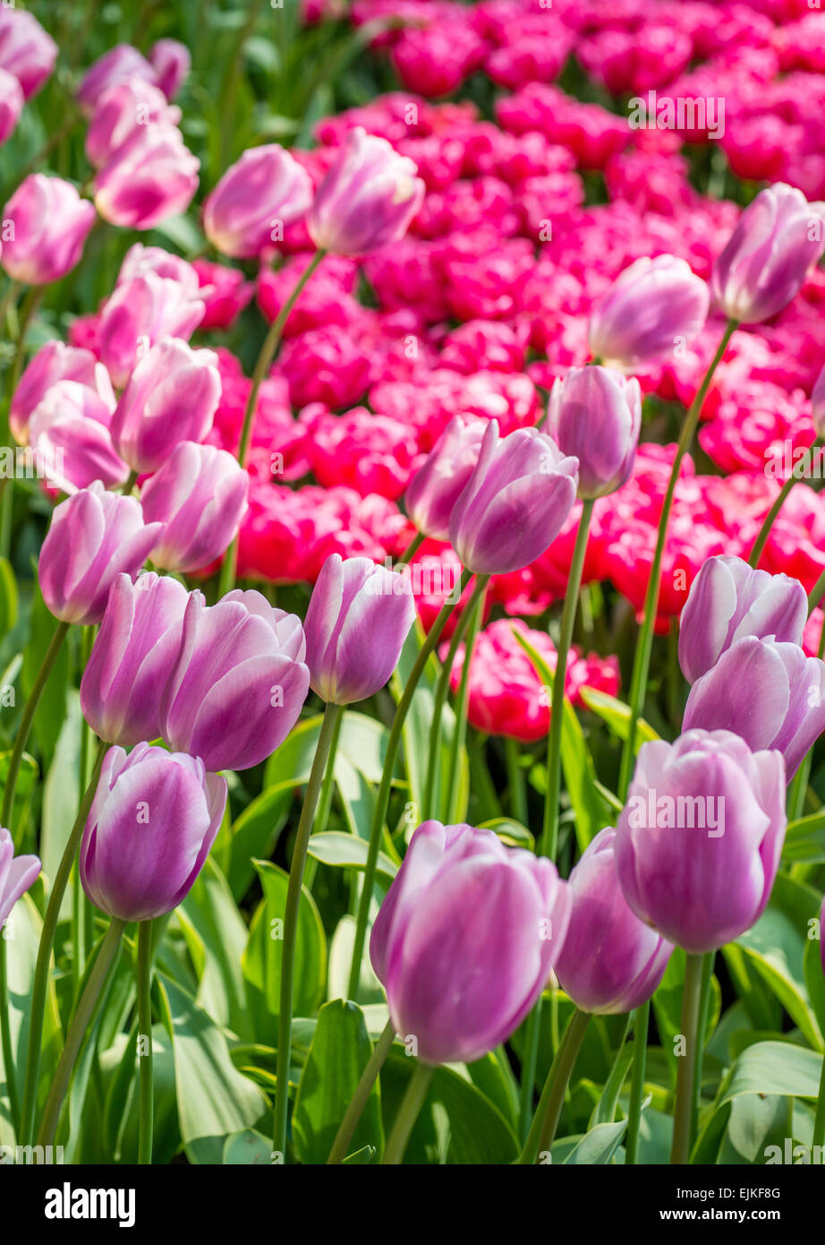 Flower bed with magenta pink and purple tulips (Tulipa) in spring time Stock Photo