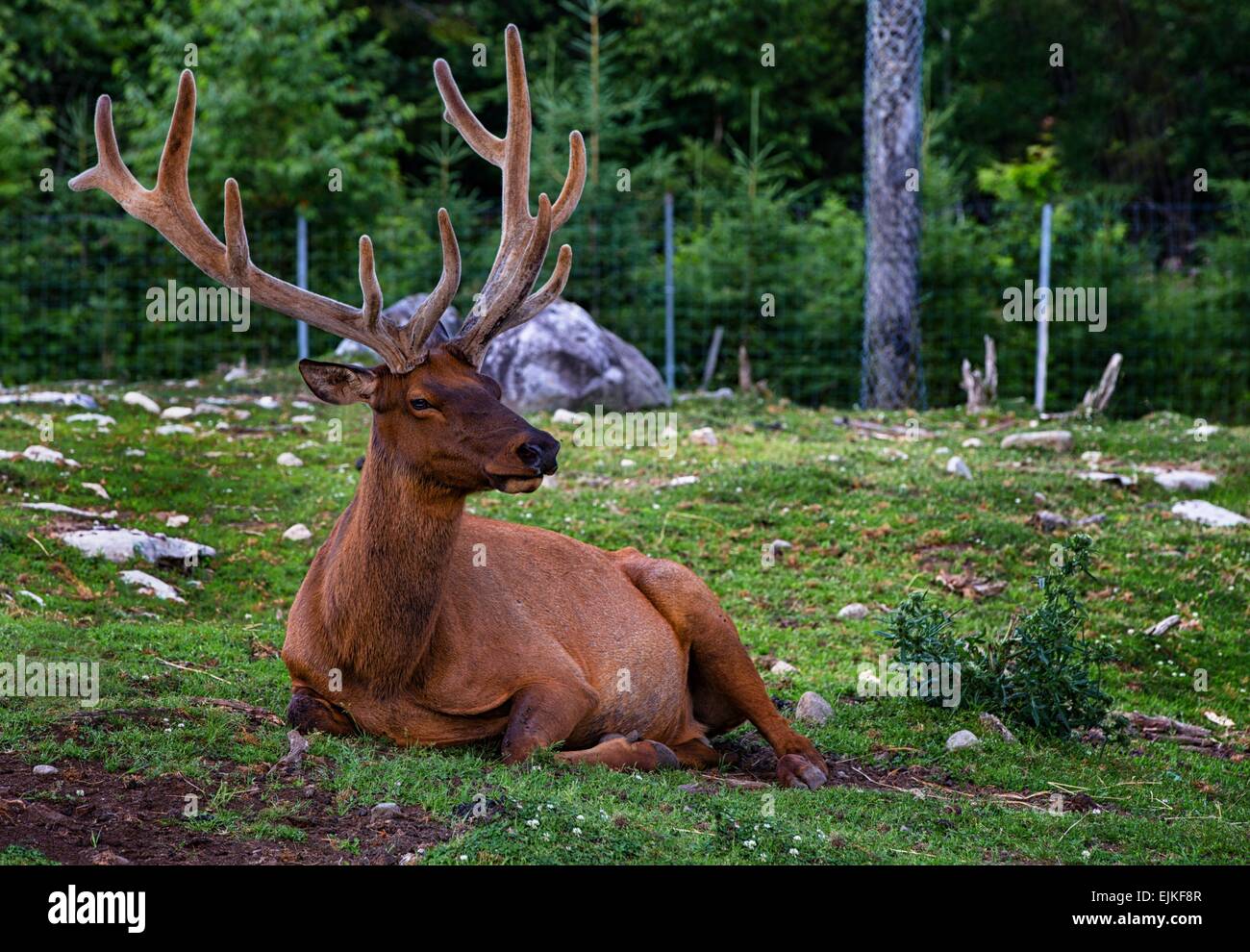 Deer Laying Down High Resolution Stock Photography and Images Alamy