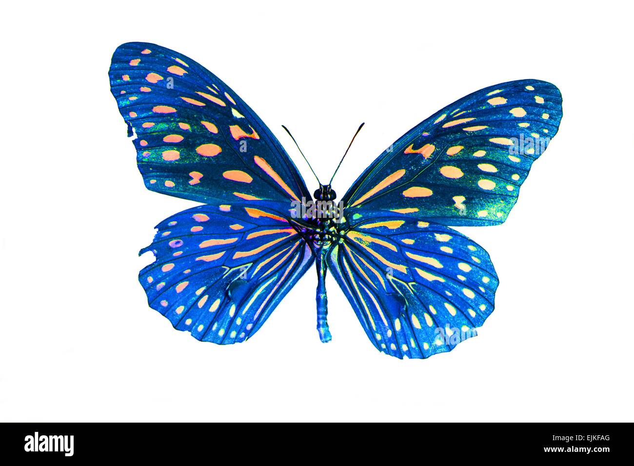 Beautiful Pale Blue Tiger Butterfly (Tirumala limniace) in process ...