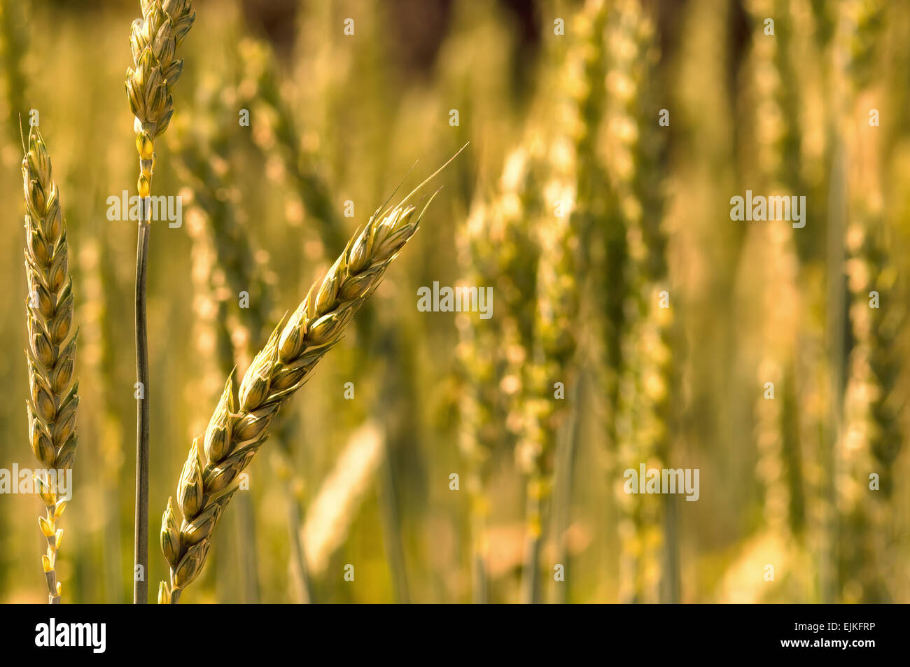 Golden bread wheat field grain macro closeup Stock Photo