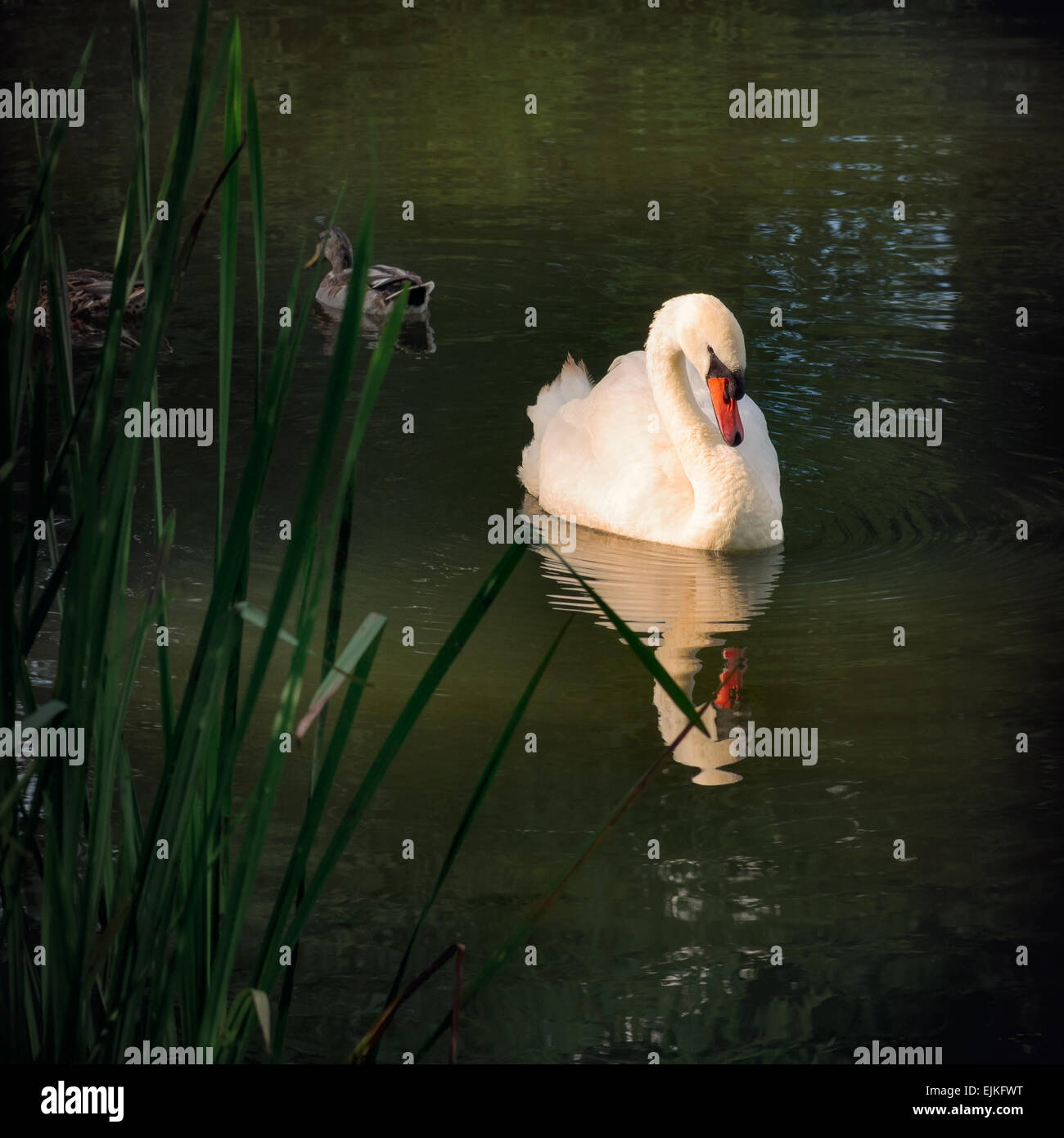 Graceful Swan sunbathing outdoors in the park Stock Photo