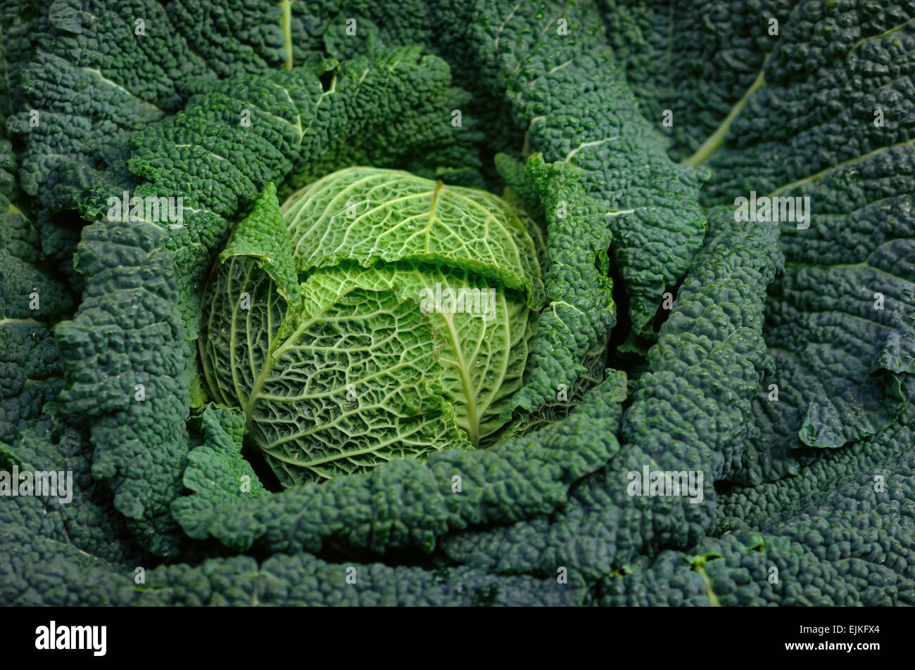 Full organic Curly green Cabbage close up Stock Photo
