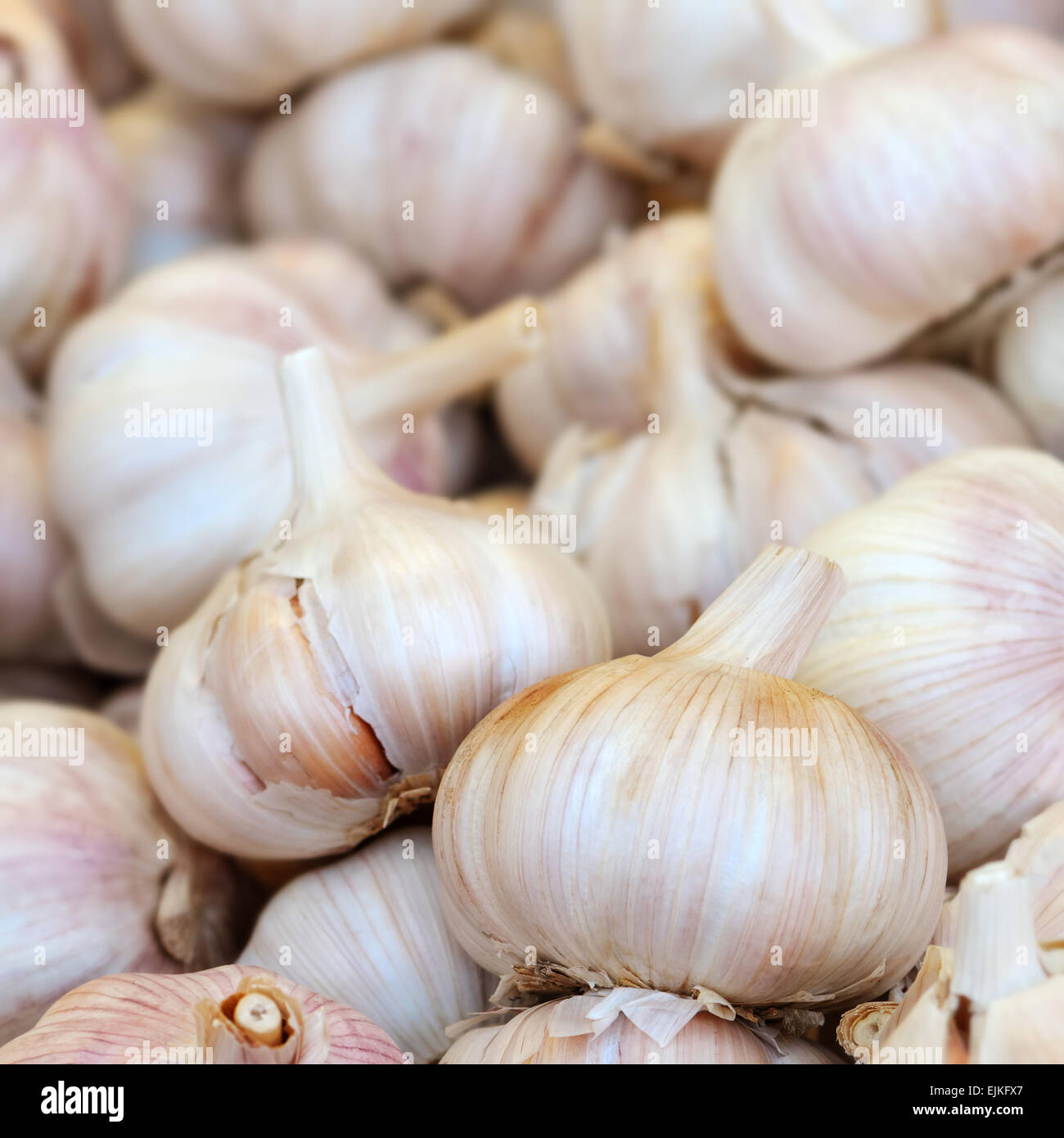 Dry garlic grouped in a pile square composition Stock Photo