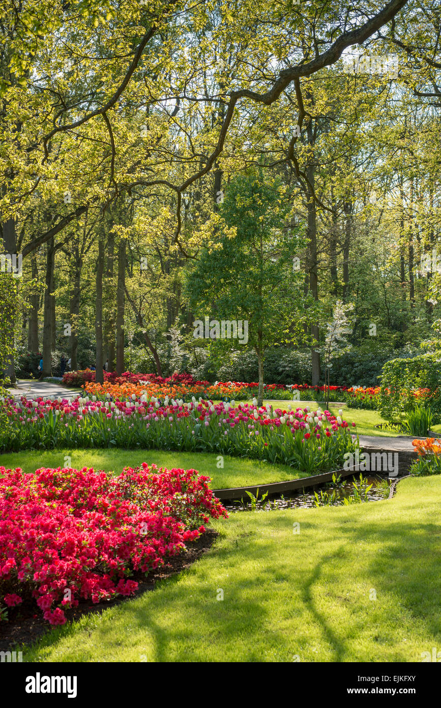 Spring flower beds with tulips (Tulipa) in a park Stock Photo - Alamy