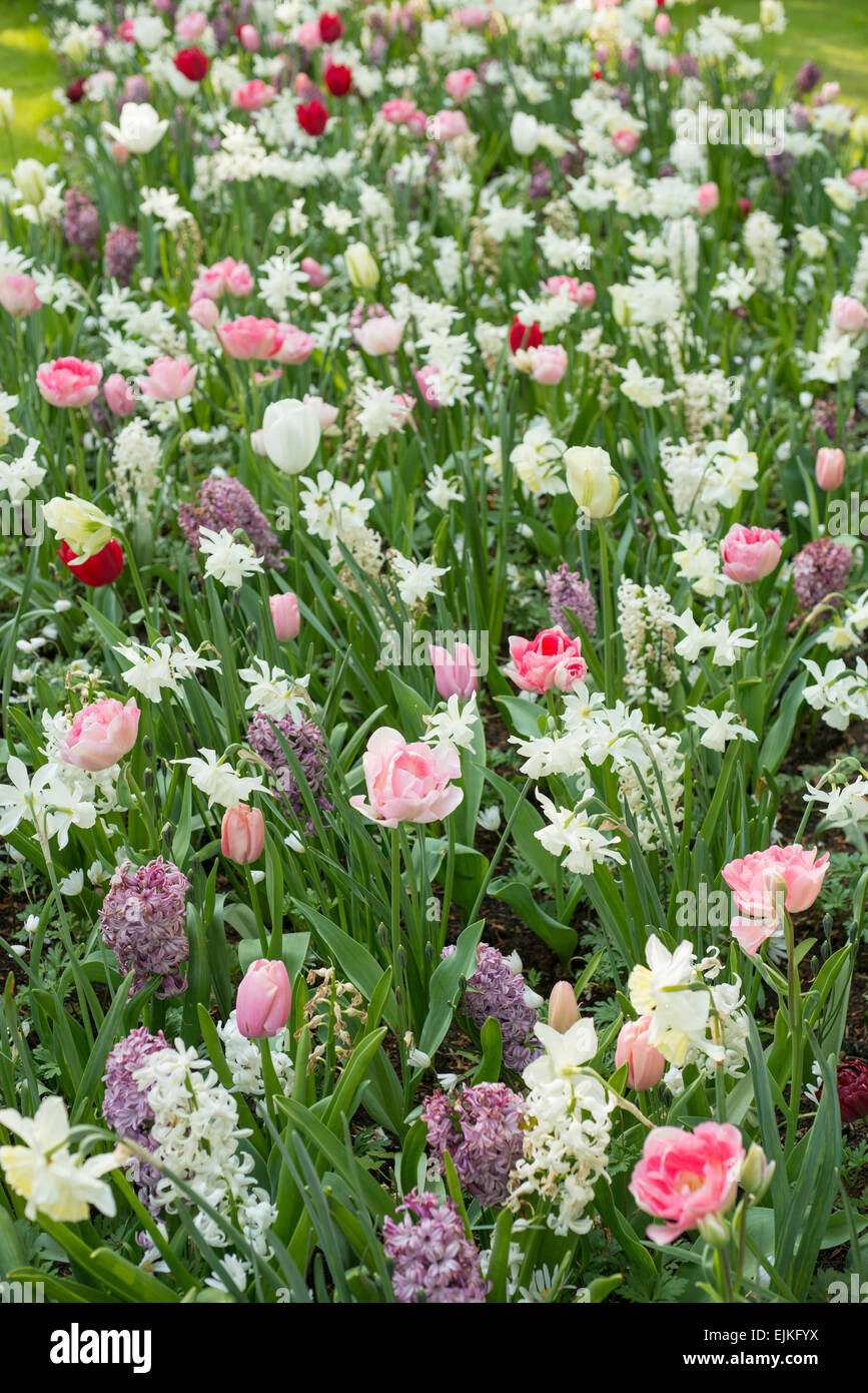 Abundance of spring flowers with pink tulips (Tulipa) and white narcissus Stock Photo