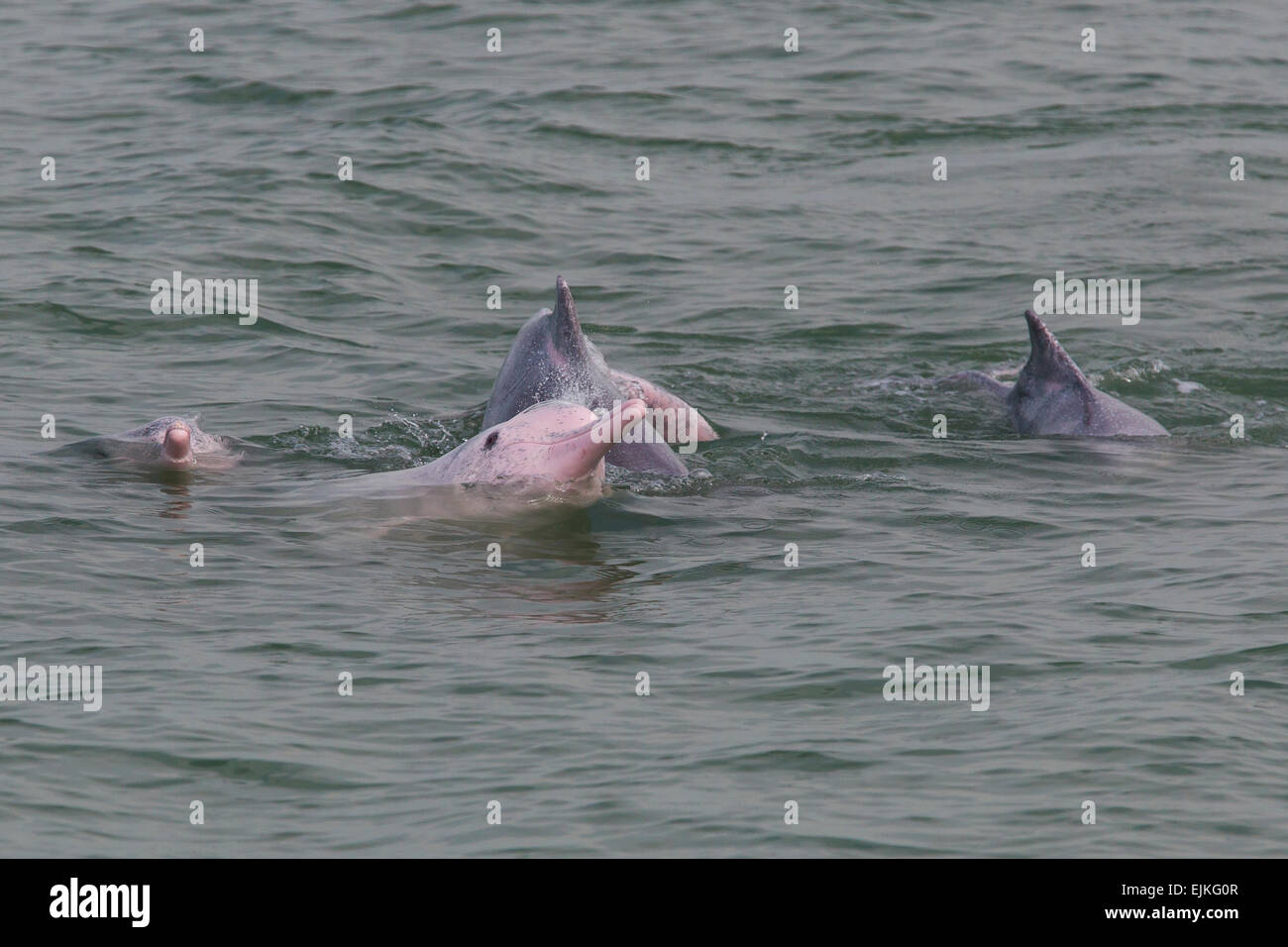 Chinese White Dolphin, Sousa chinensis, Indo-Pacific humpback dolphins playing  Hong Kong Stock Photo