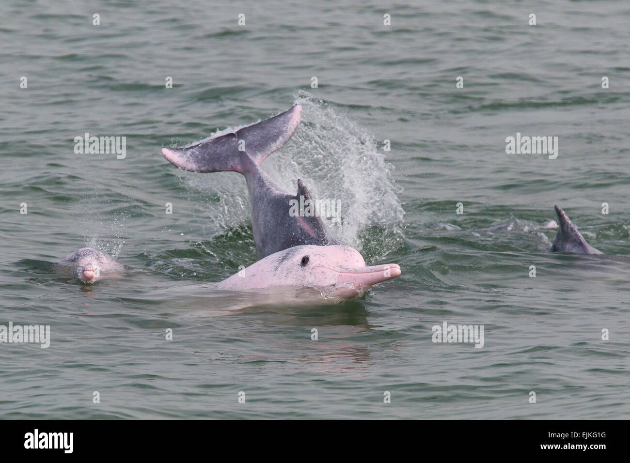 Chinese White Dolphin, Sousa chinensis, Indo-Pacific humpback dolphins playing in Hong Kong Stock Photo