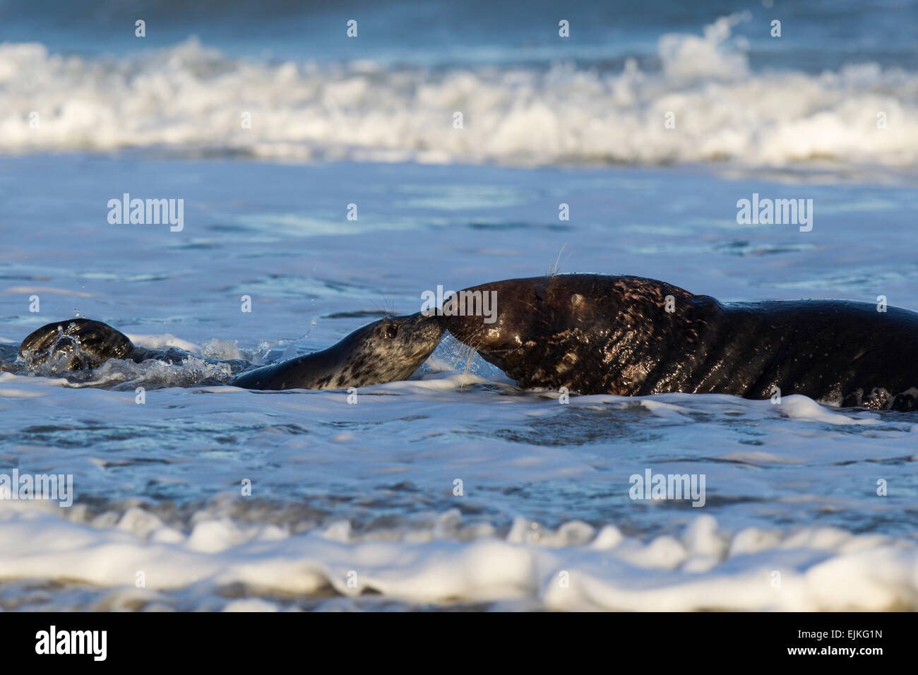 Grey Seal, Kegelrobbe, Halichoerus grypus, Helgoland, pair kissing in the waves Stock Photo