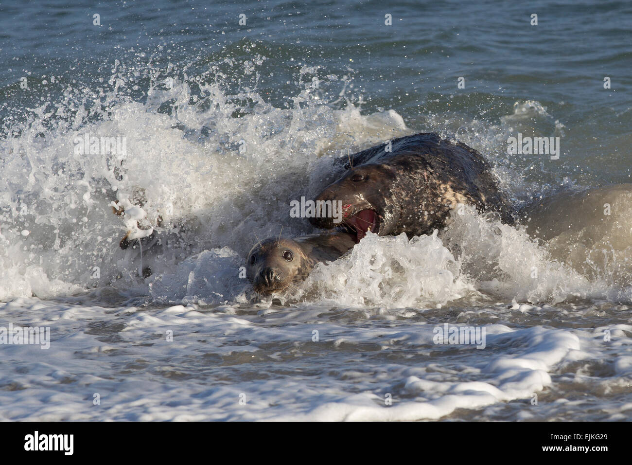 Grey Seal, Kegelrobbe, Halichoerus grypus, Helgoland, bull trying to bite female Stock Photo