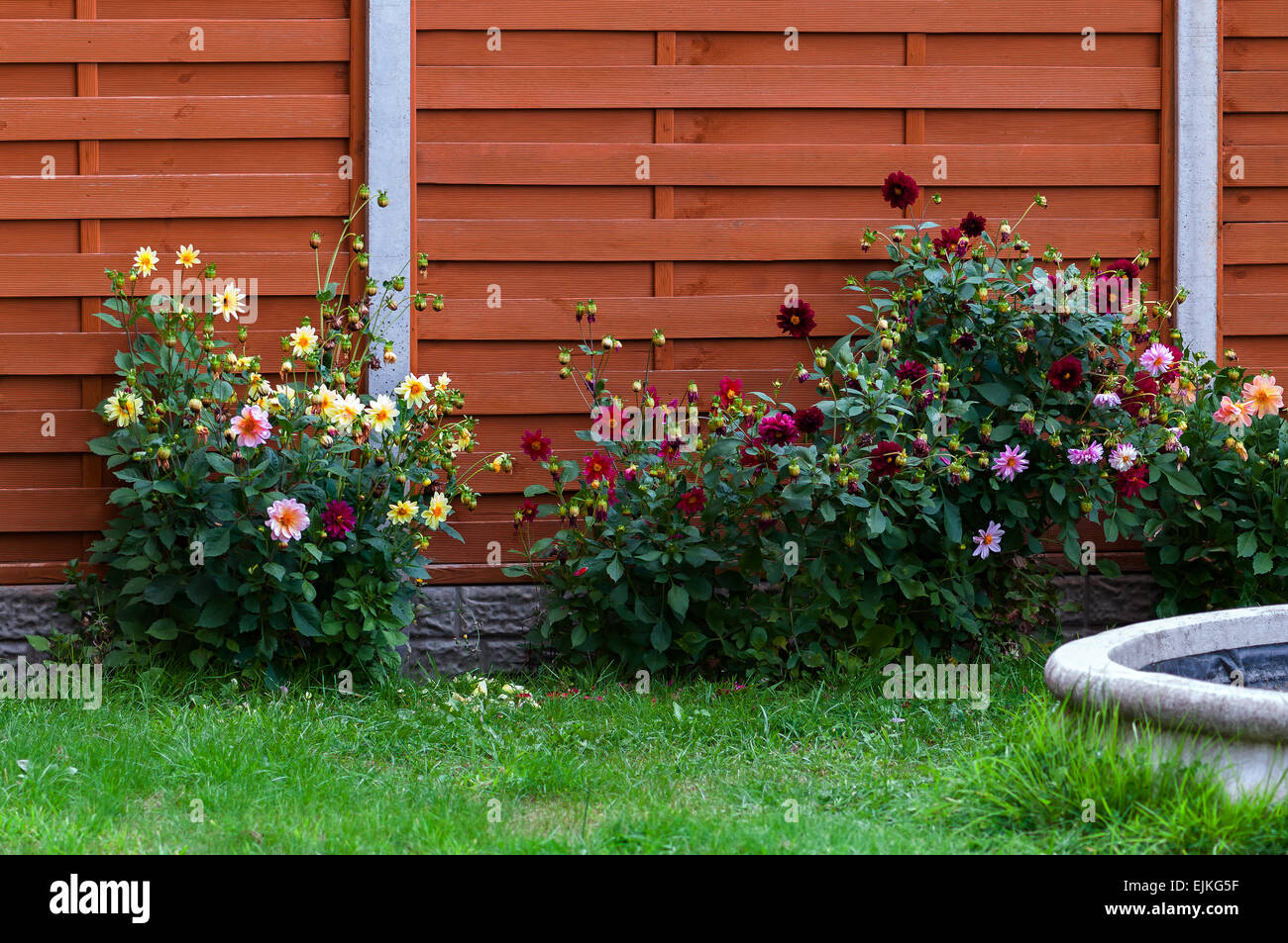 Domestic garden fence dahlia flower beds blossom colourful Stock Photo