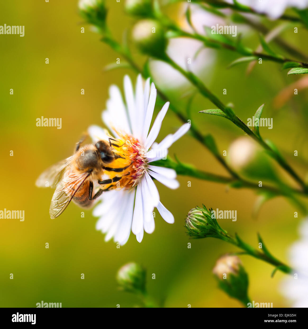 Single honey bee gathering pollen from a daisy flower Stock Photo