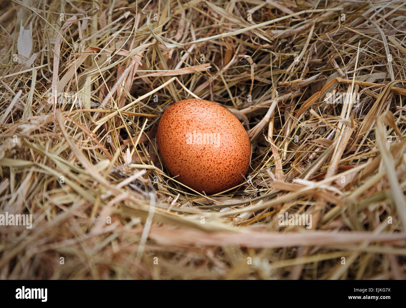 egg in the nest Stock Photo Alamy