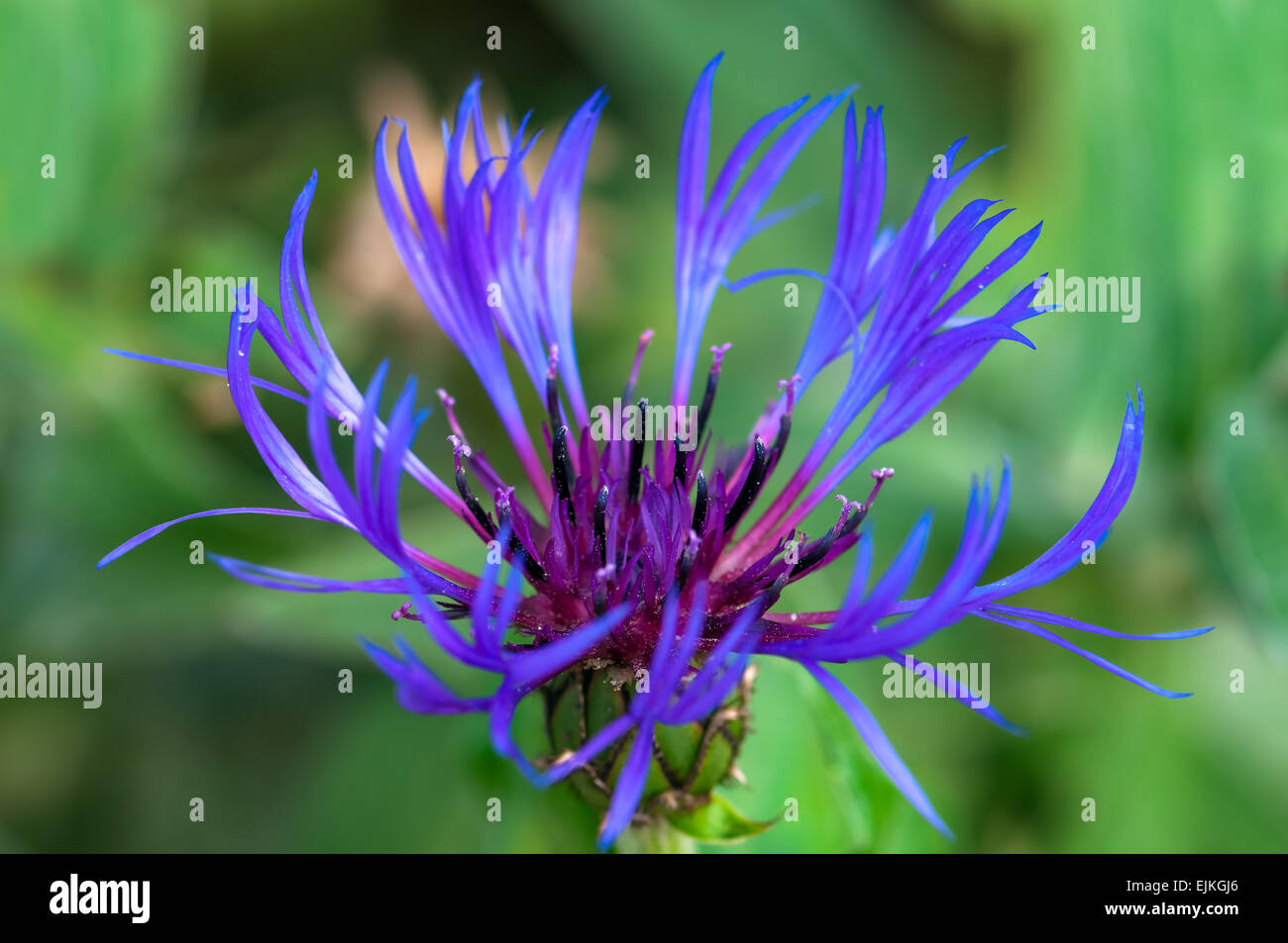 Cornflower in bloom at springtime macro close up image Stock Photo Alamy