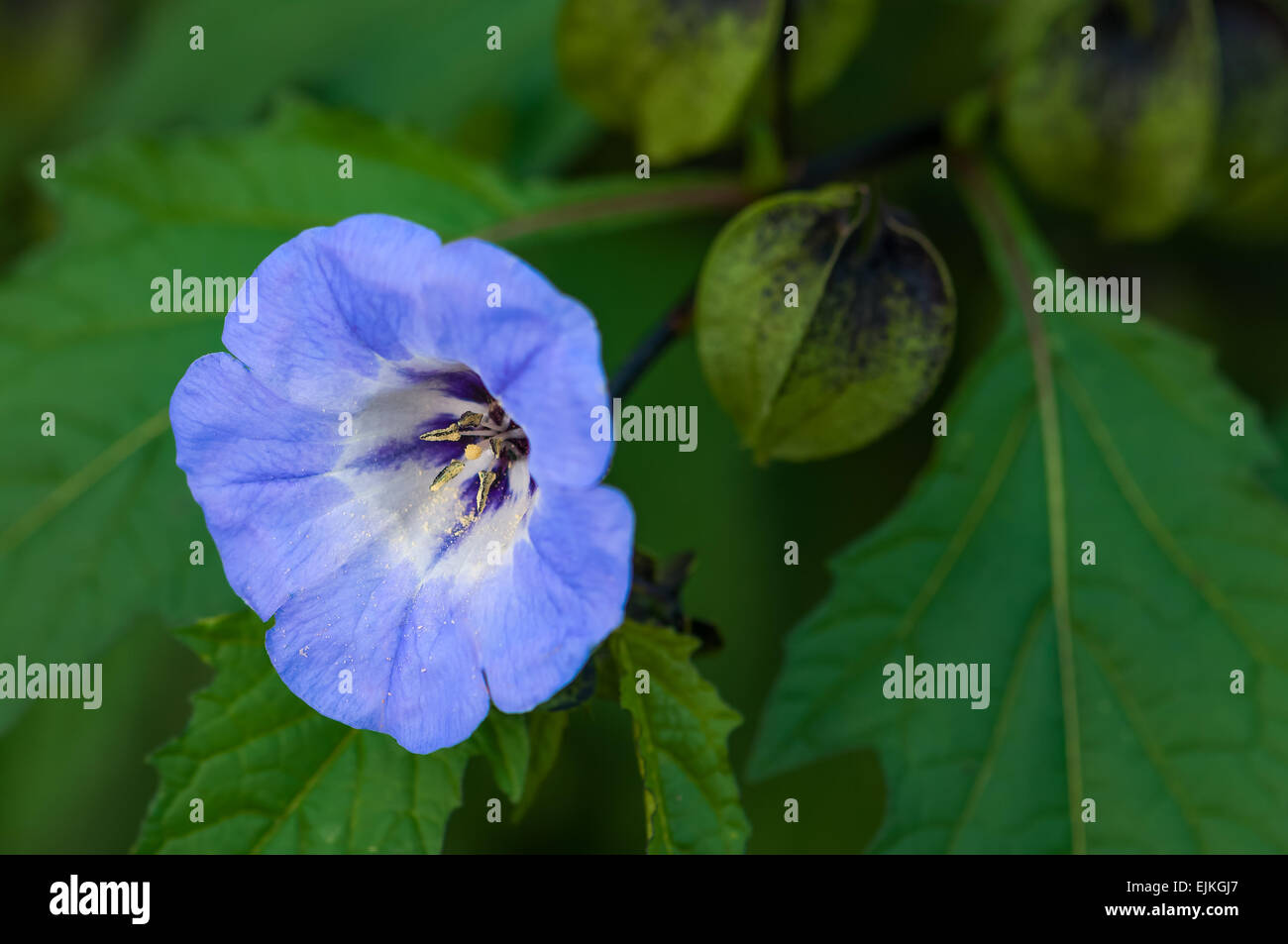 Shoo fly plant nicandra physalodes blue bell like flower Stock Photo