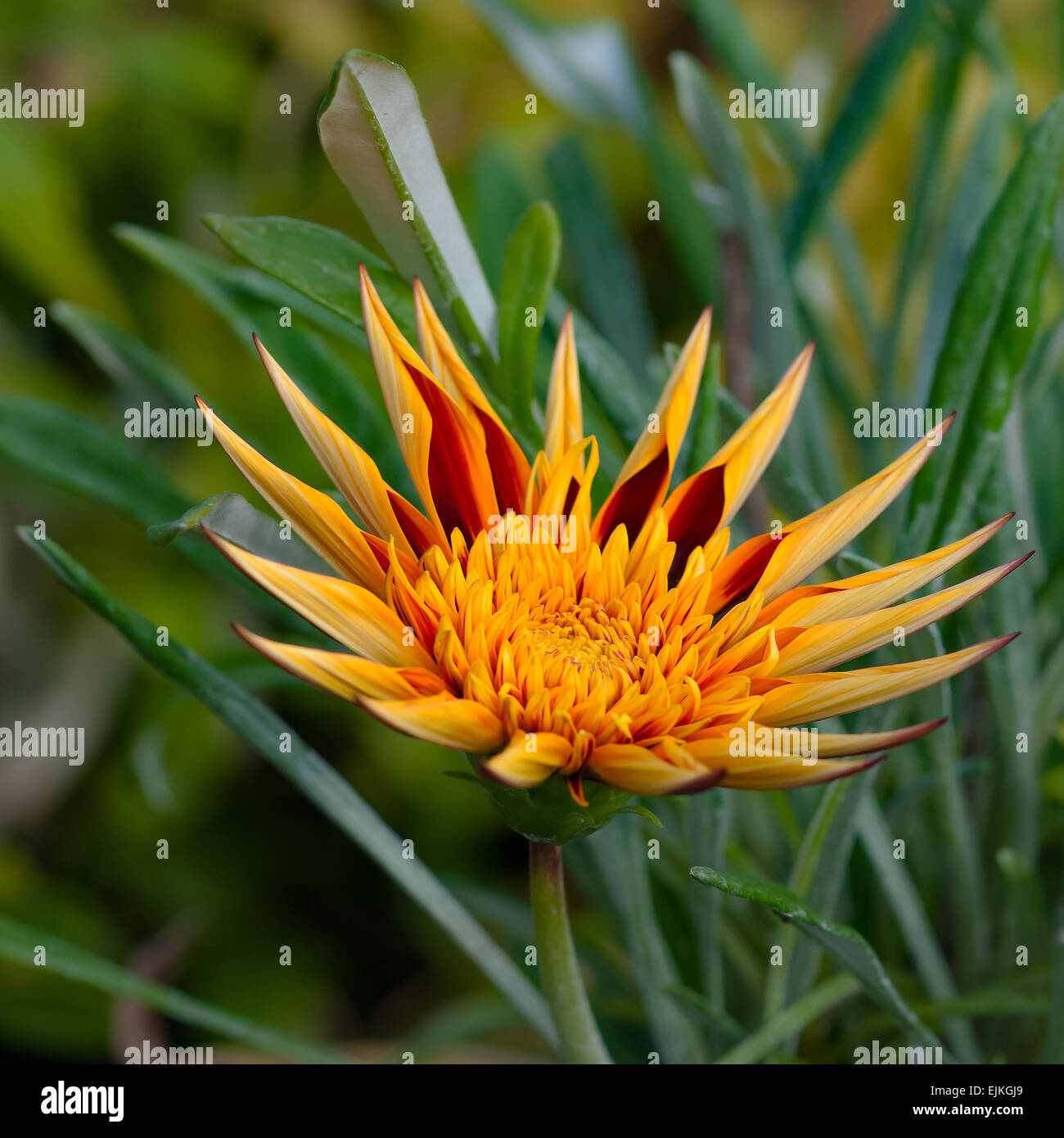 Decorative flower hires stock photography and images Alamy