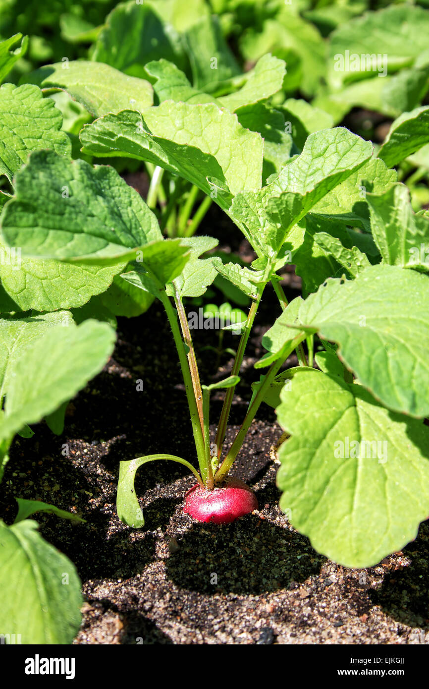 Radishes in the garden Stock Photo Alamy