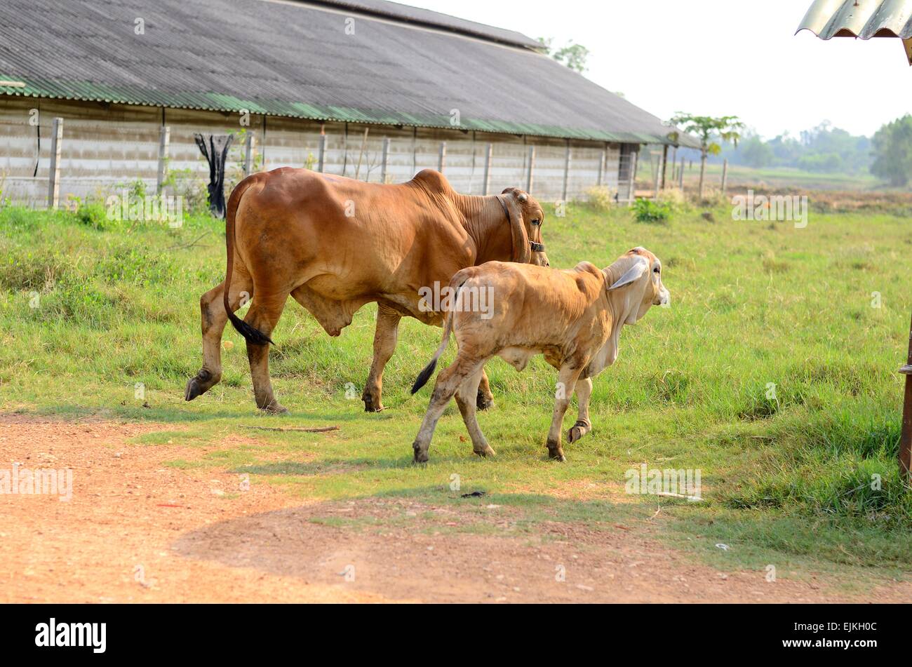 example of Thai stlye commercial cattle farm Stock Photo