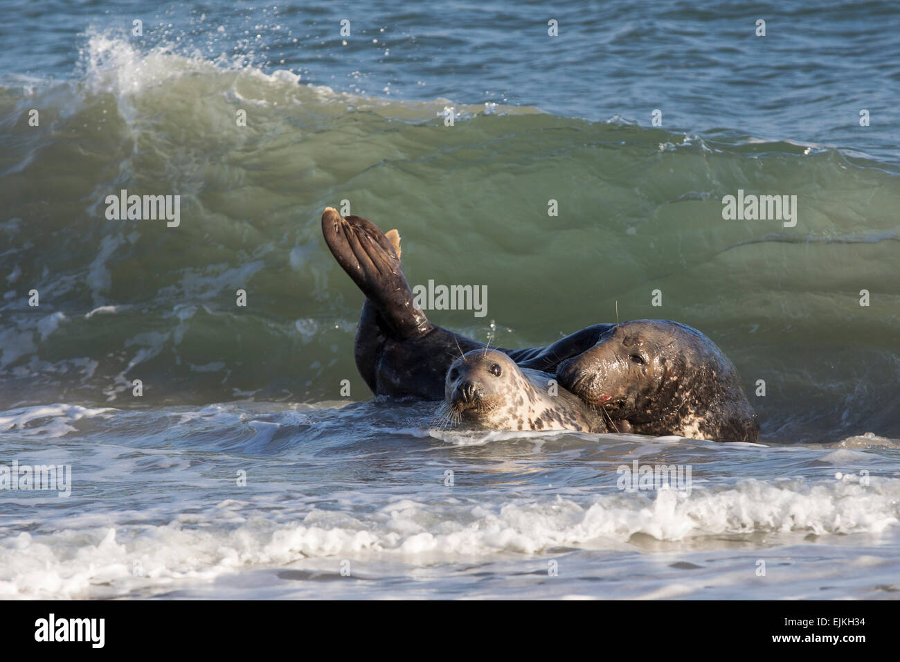 Grey Seal, Kegelrobbe, Halichoerus grypus, Helgoland, pair in the waves Stock Photo