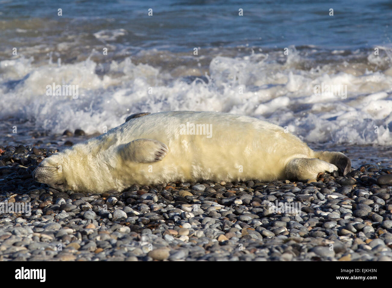 Grey Seal, Kegelrobbe, Halichoerus grypus, Helgoland, newborn pup resting on pebble beach Stock Photo