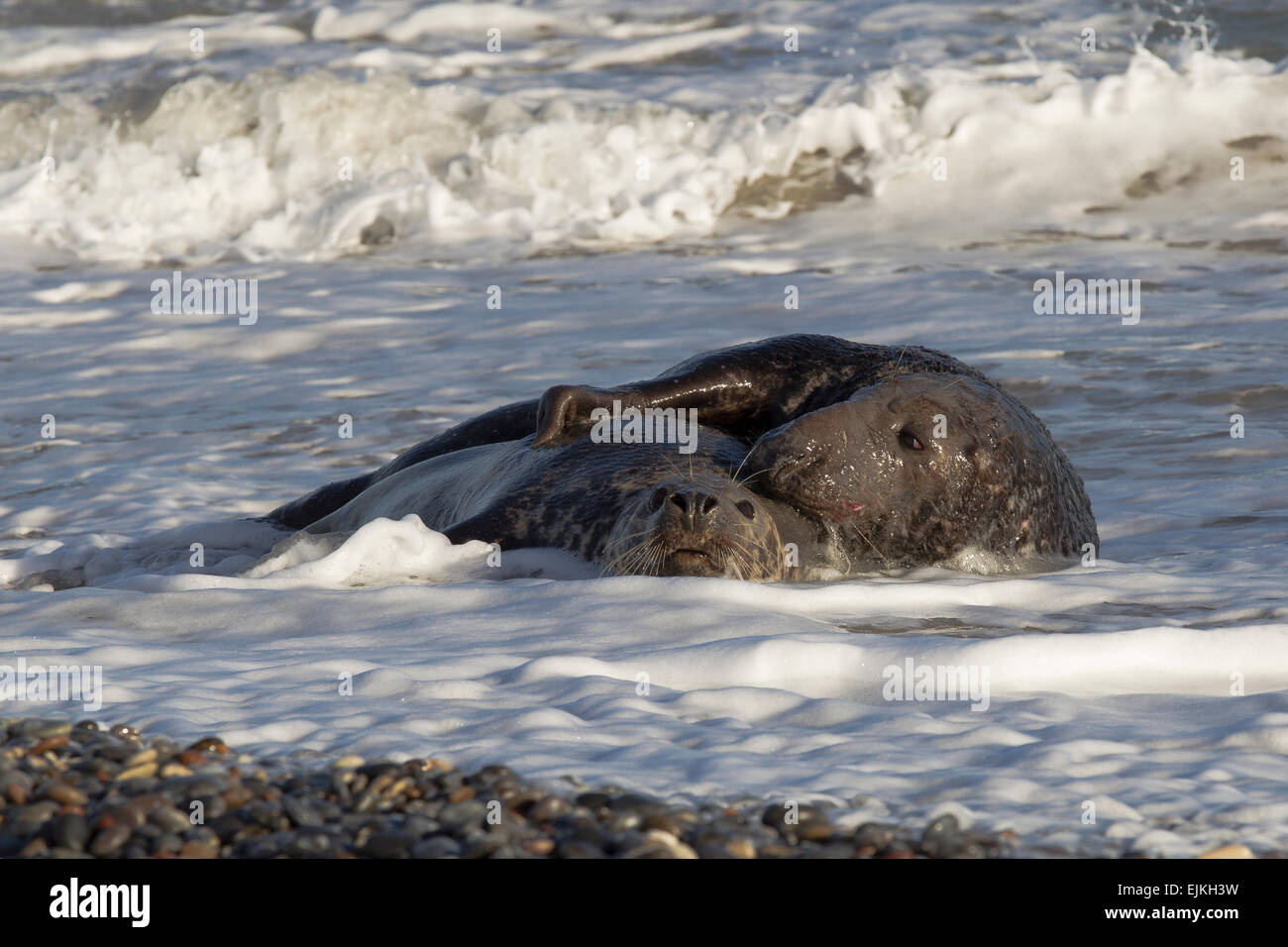Grey Seal, Kegelrobbe, Halichoerus grypus, Helgoland, mating pair in the surf Stock Photo