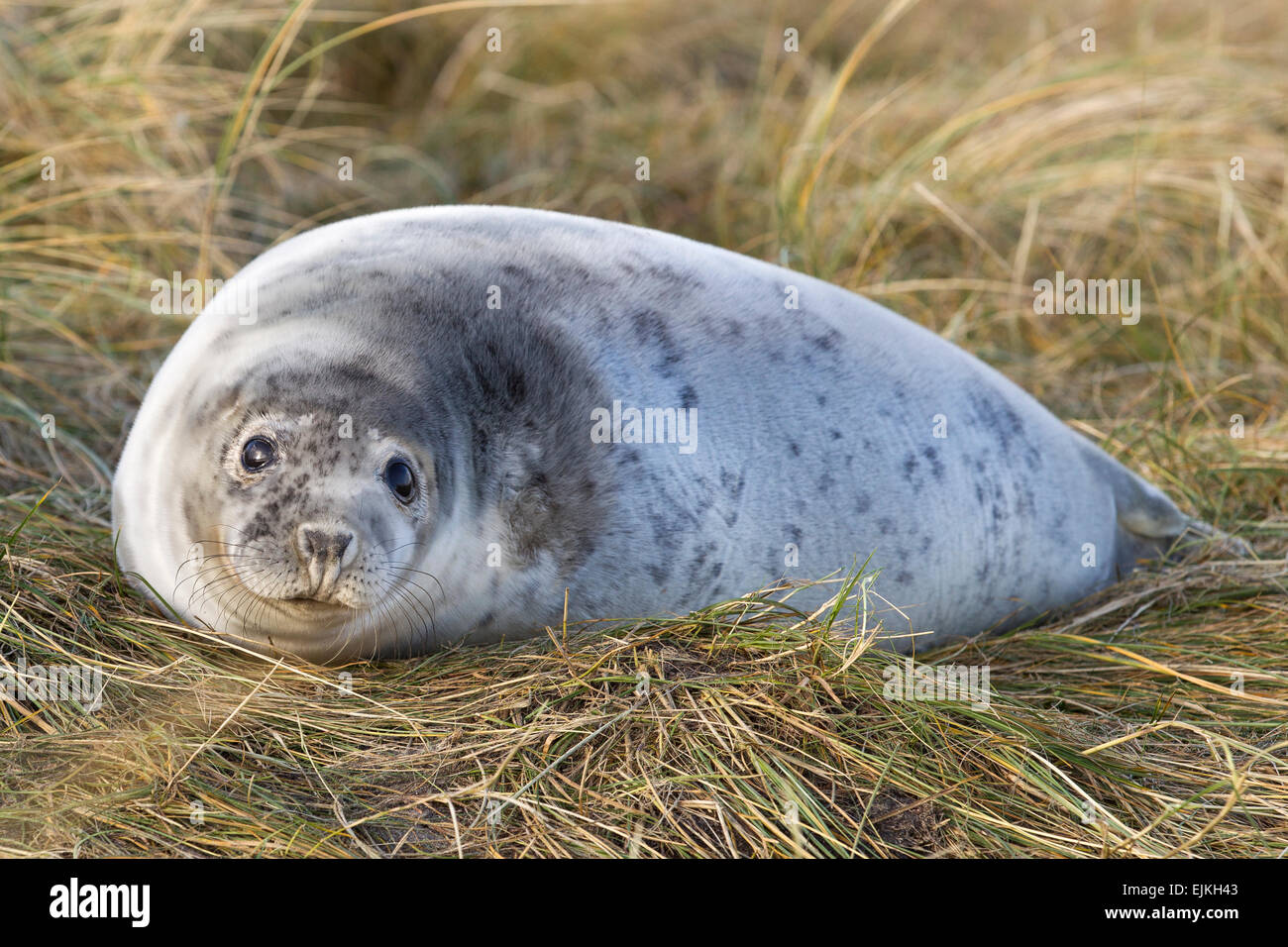 Grey Seal, Kegelrobbe, Halichoerus grypus, Helgoland, seal pup Stock Photo