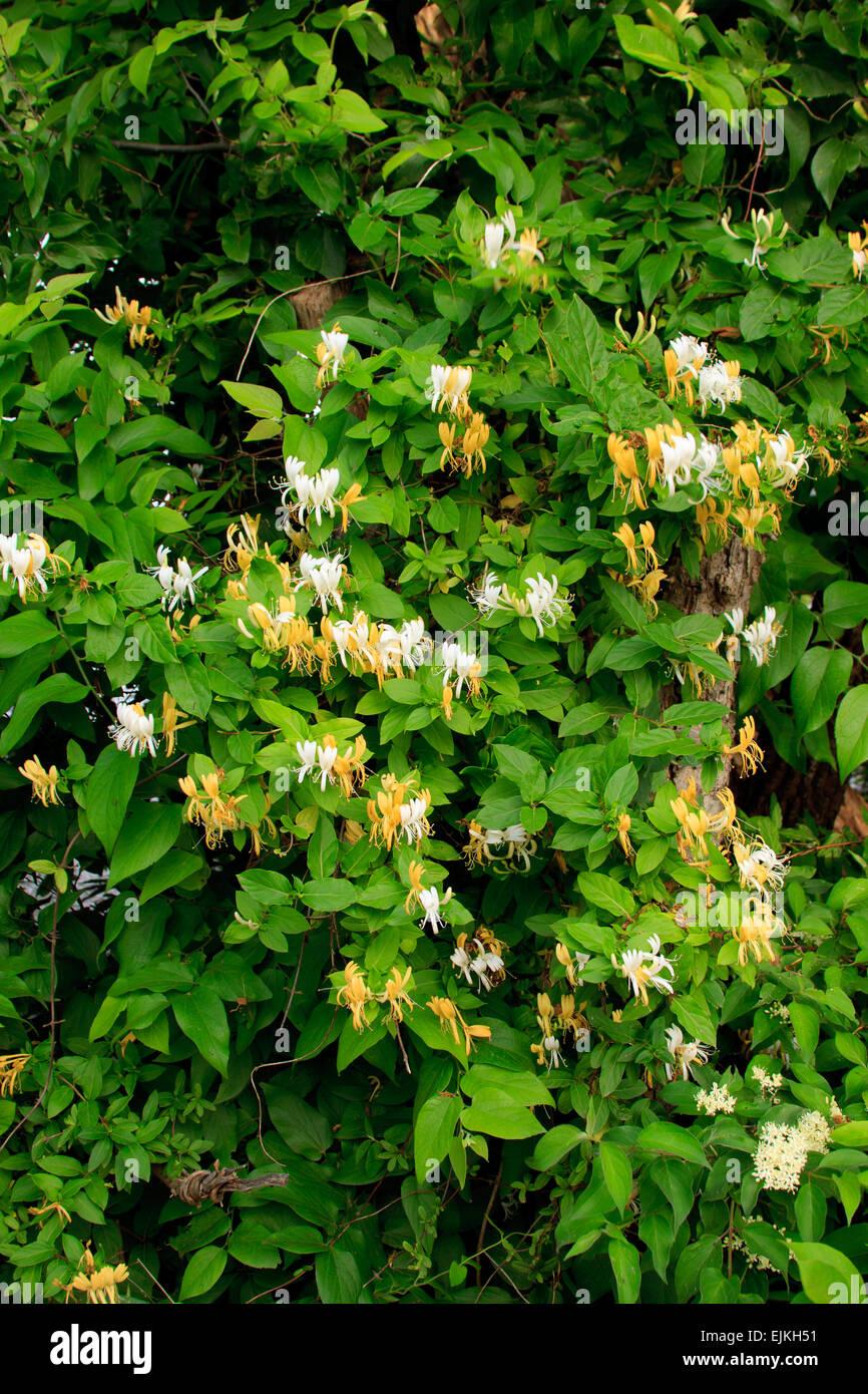Wild honeysuckle growing near Lake Hefner in Oklahoma City Stock Photo