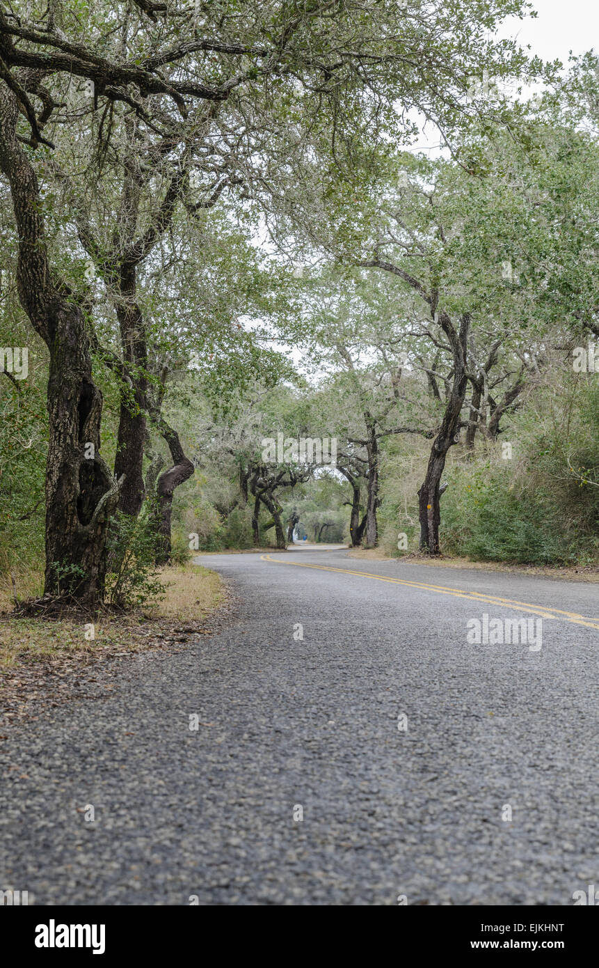 Winding road through the live oak trees near the Texas Gulf coast Stock Photo