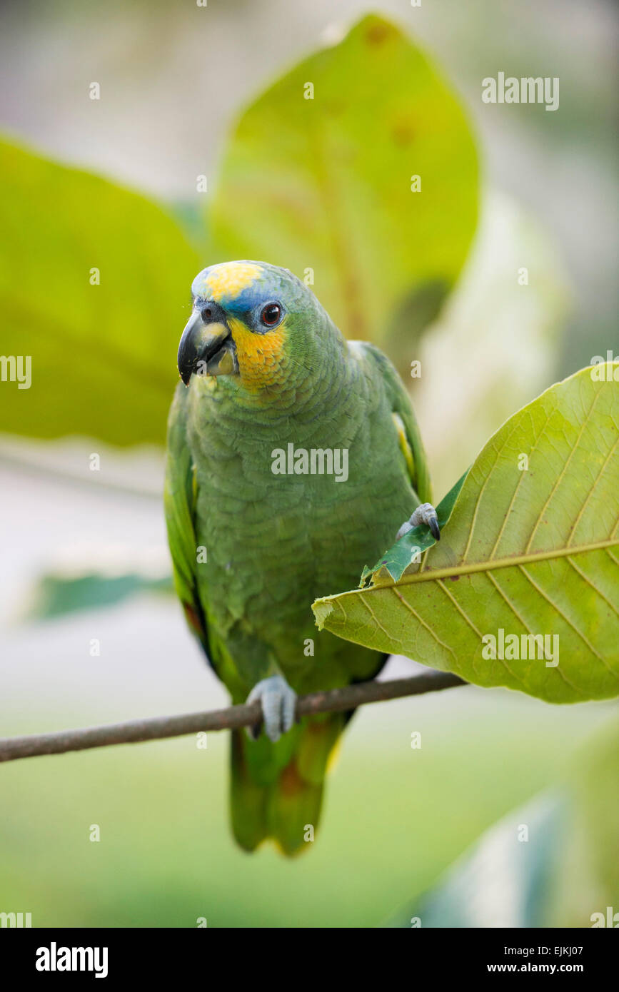 Orangewinged Amazon parrot, Amazona amazonica, Suriname Stock Photo