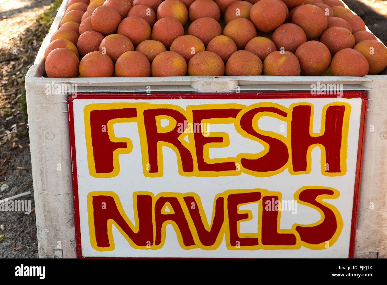 Fresh Navel Oranges for Sale, Florida, USA Stock Photo Alamy