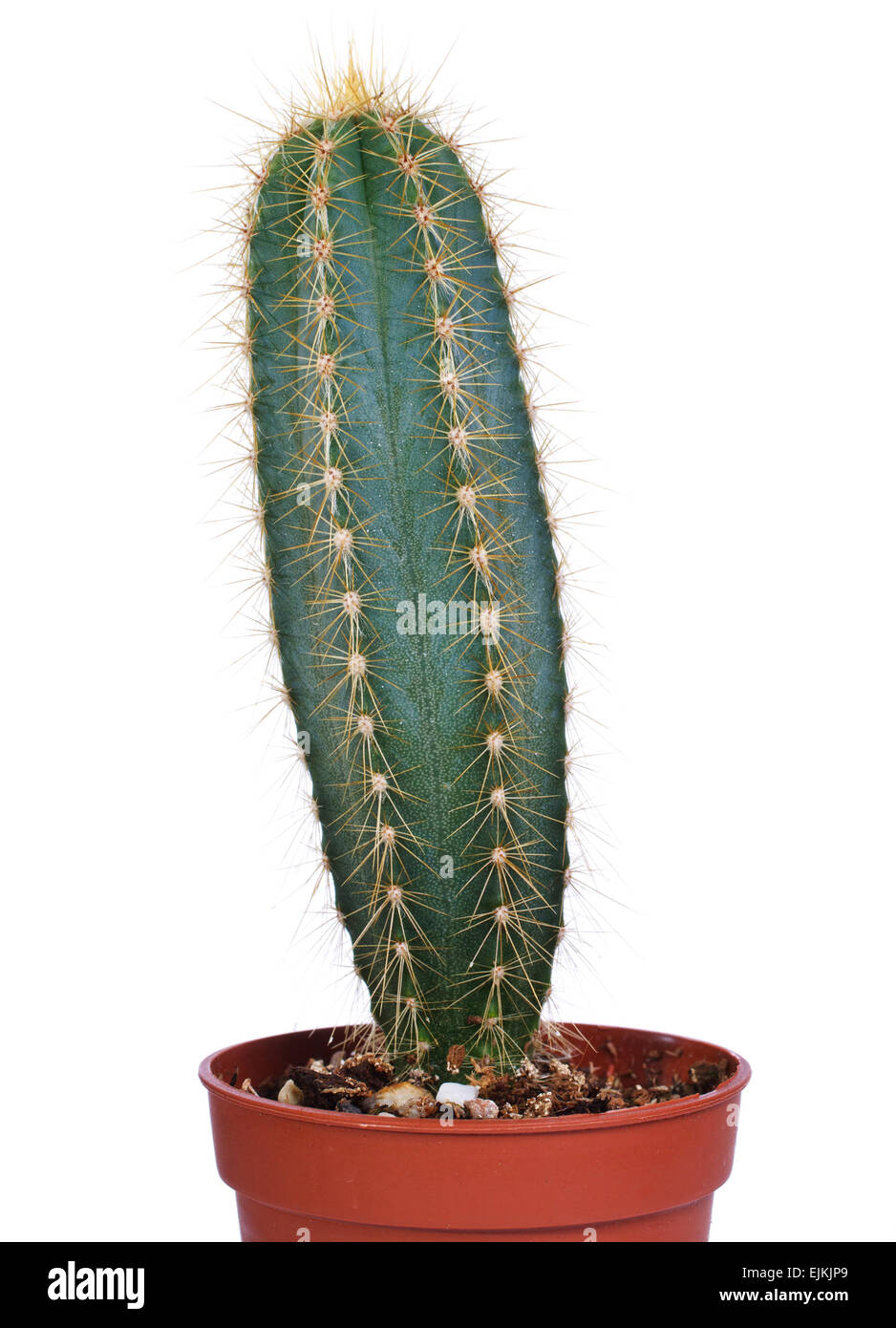 elongated decorative cactus Stock Photo
