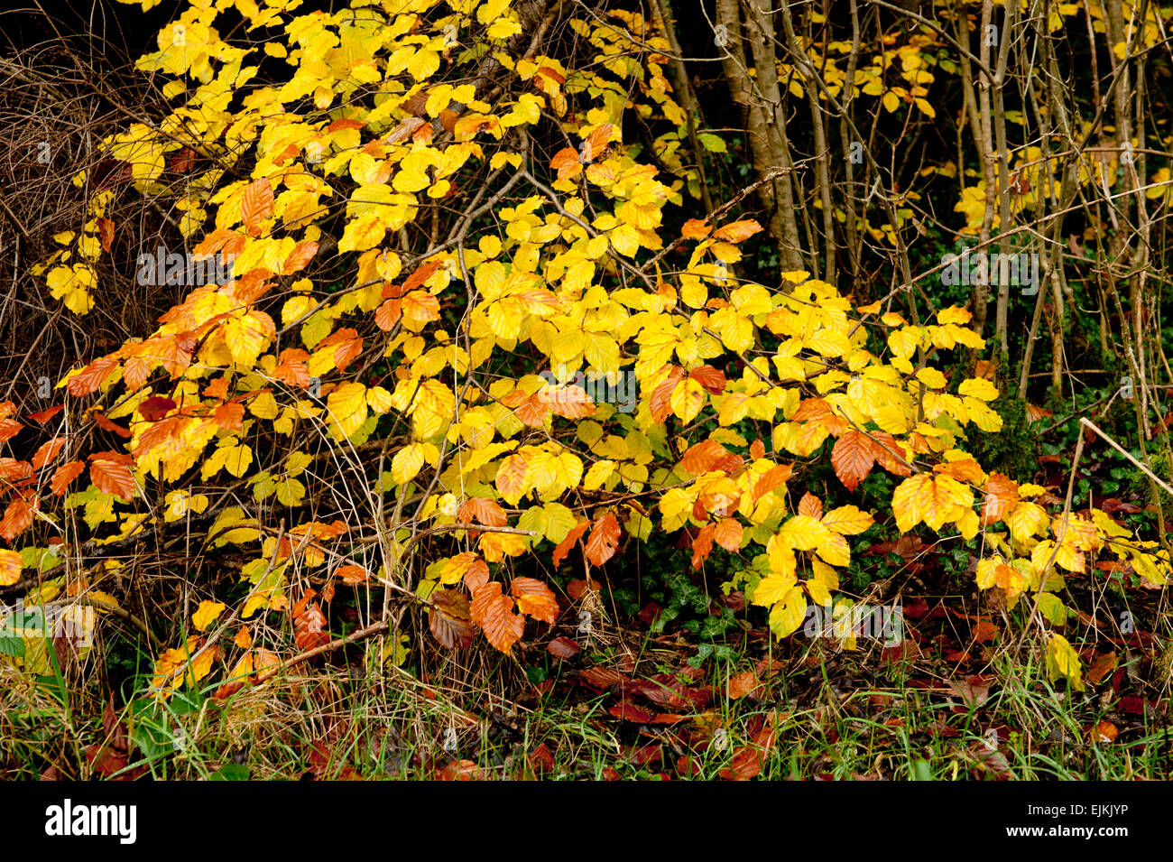 Gold colored leaves hi-res stock photography and images - Alamy
