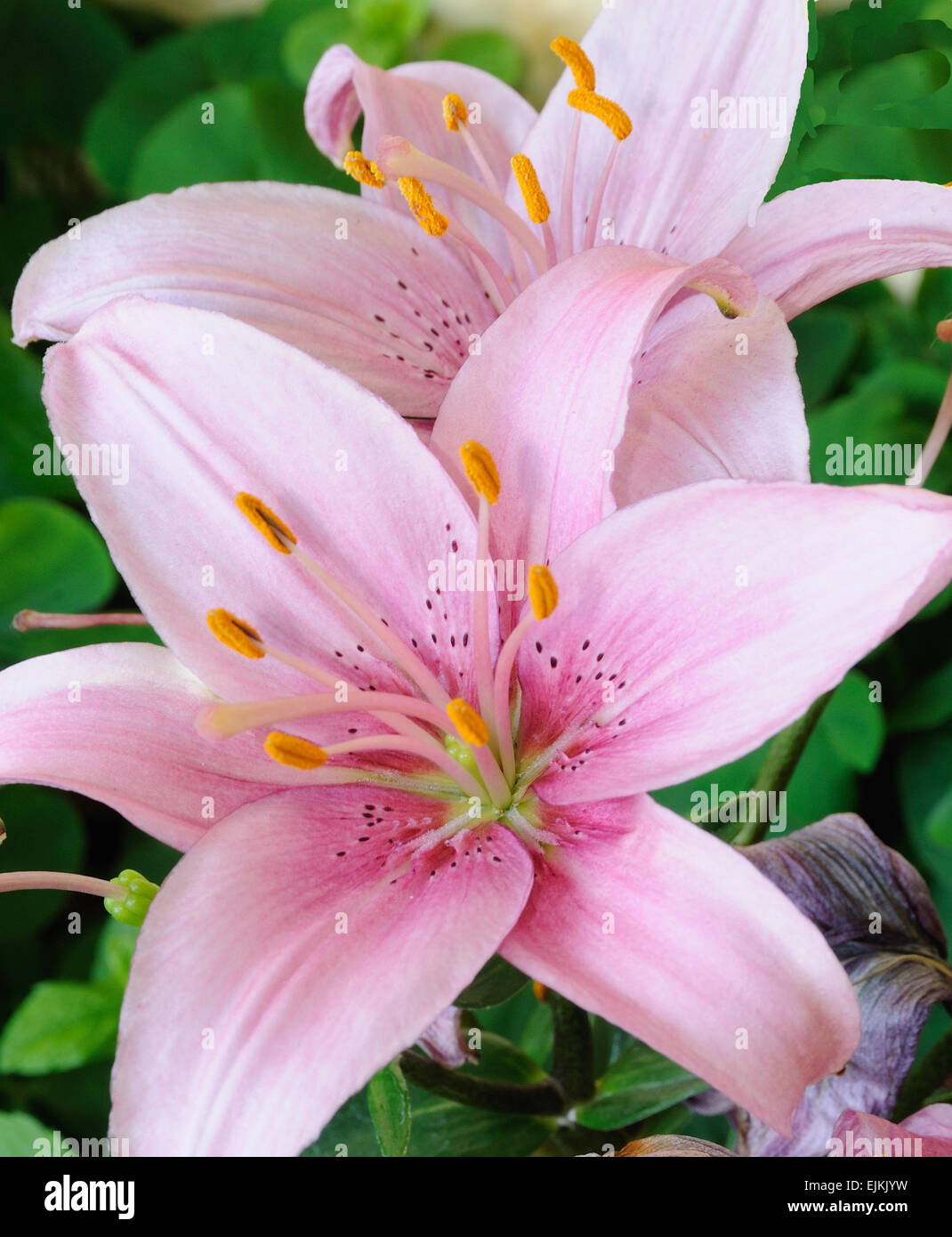 Lillies hi-res stock photography and images - Alamy