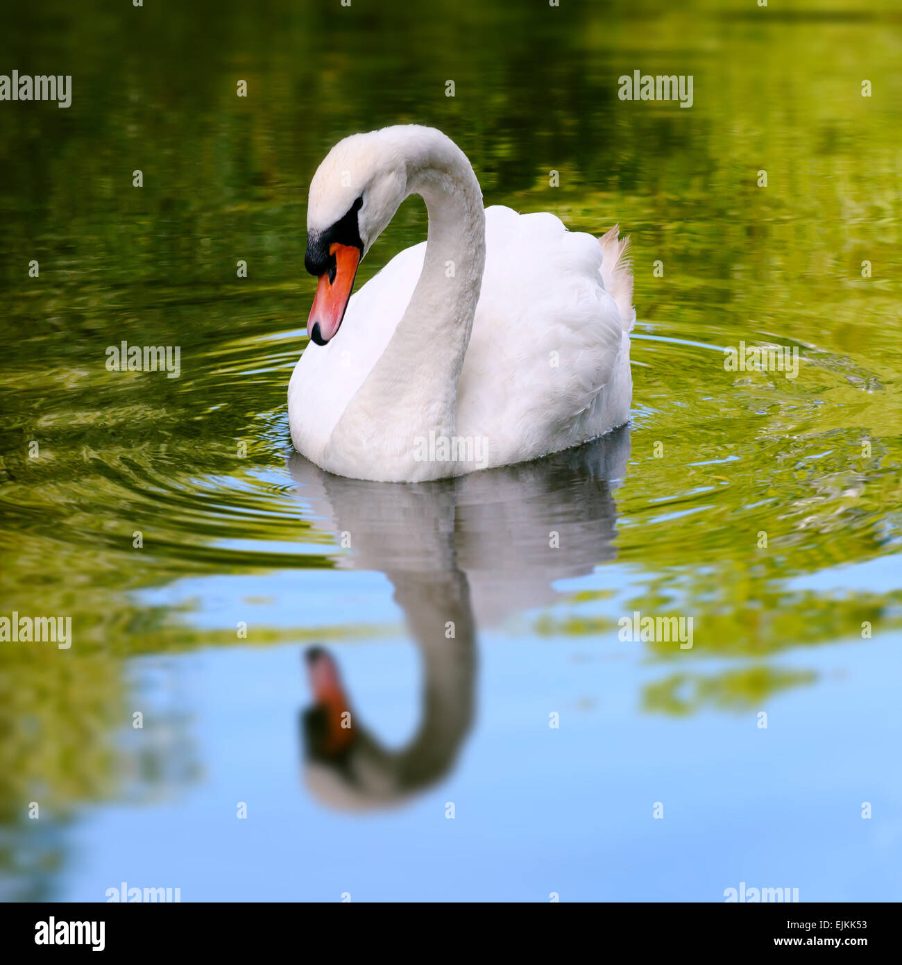 Single white swan in a lake reflective water square composition Stock Photo