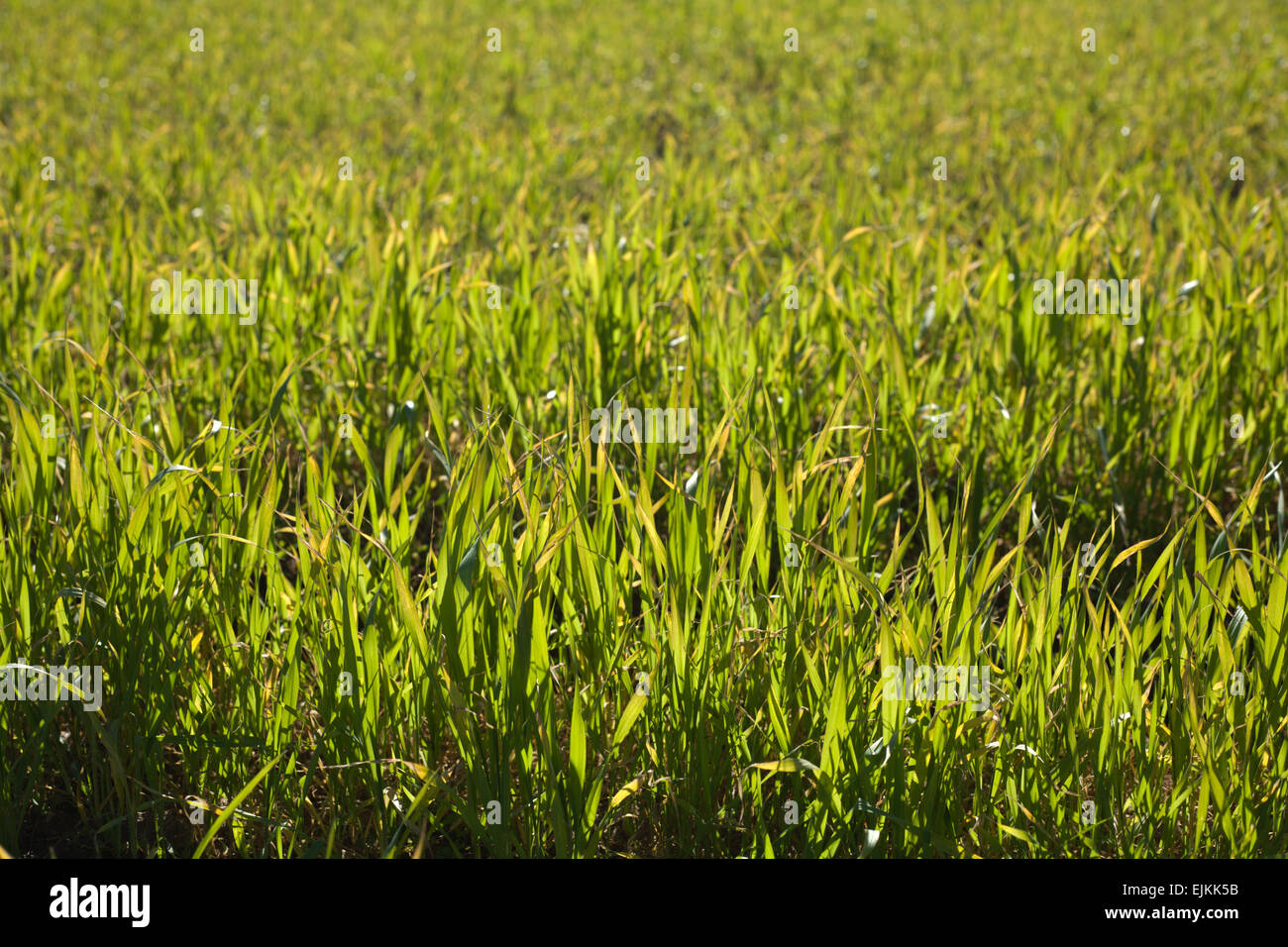 Young sprouting cereals at  backlight shot Stock Photo