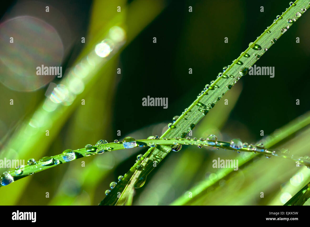 Blades of fresh grass covered in dew with flare and bokeh Stock Photo