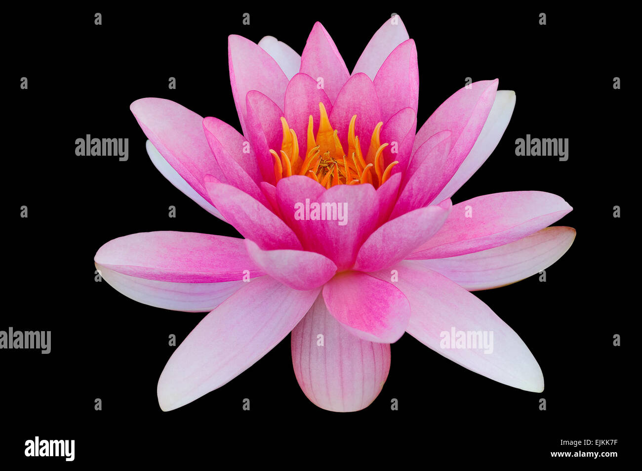 Pink water lily black background clip art clipping path Stock Photo