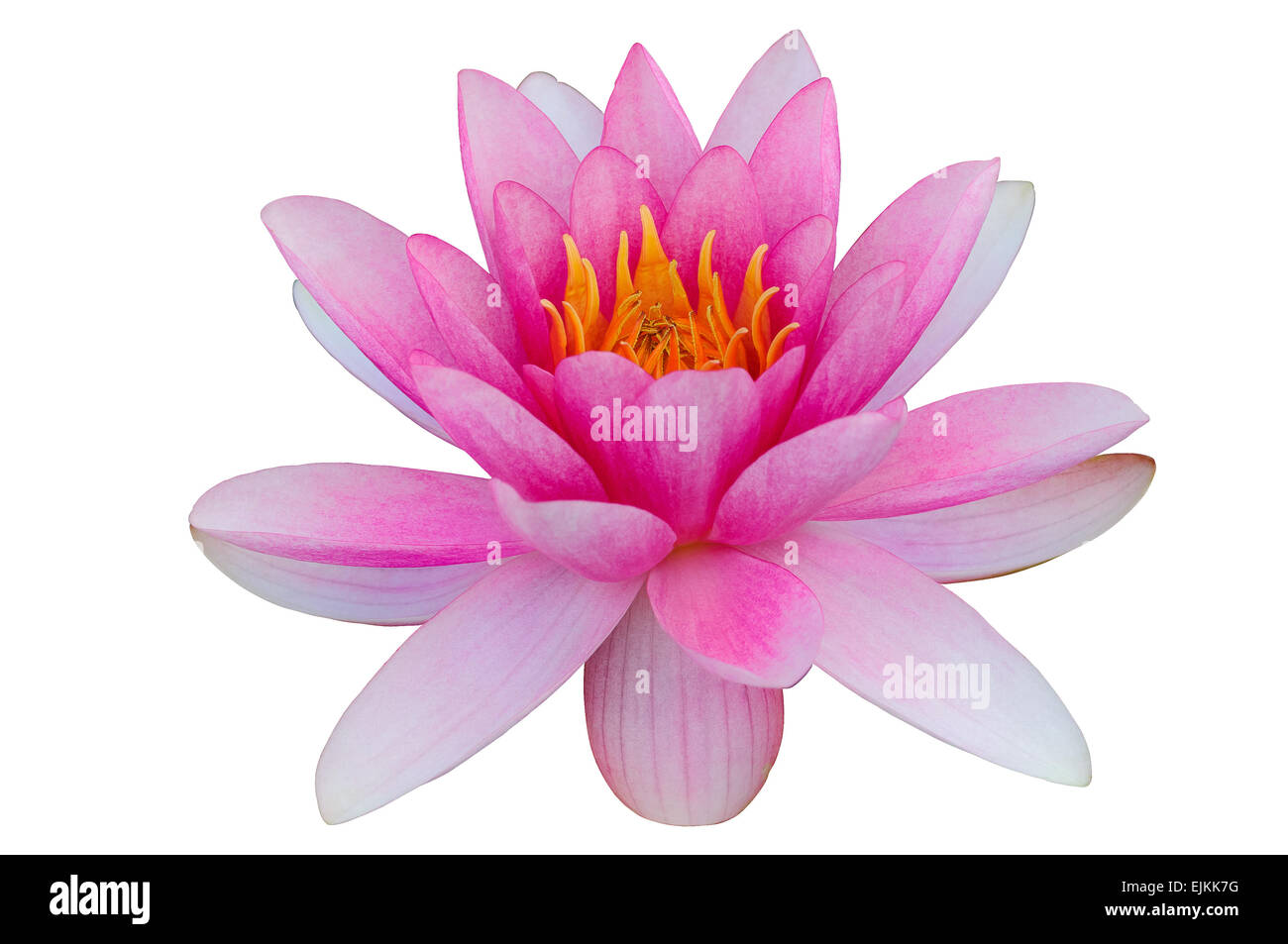 Pink water lily white background clip art clipping path Stock Photo
