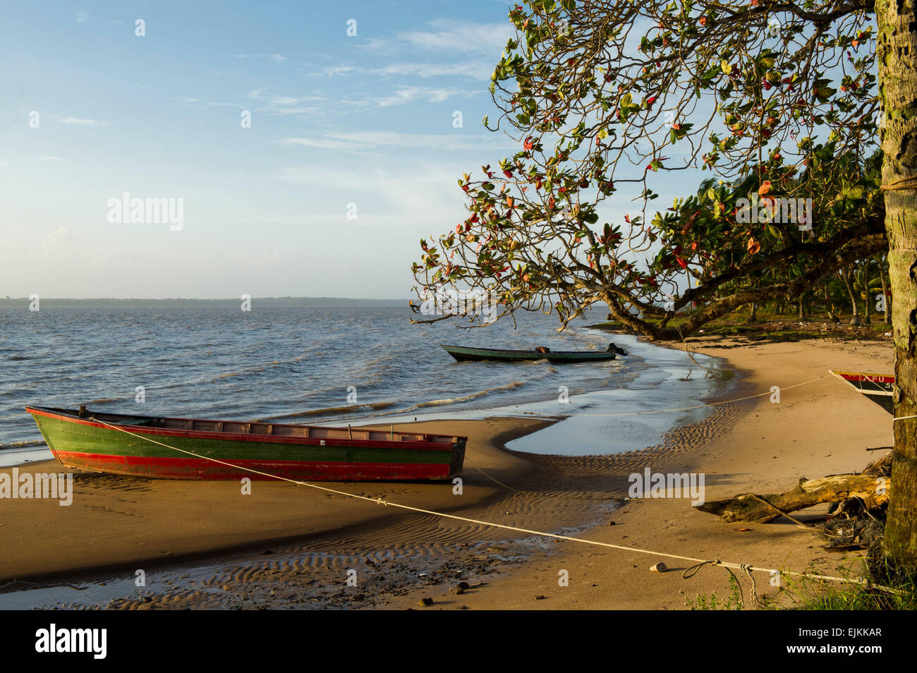 Beach, Galibi, Suriname Stock Photo Alamy