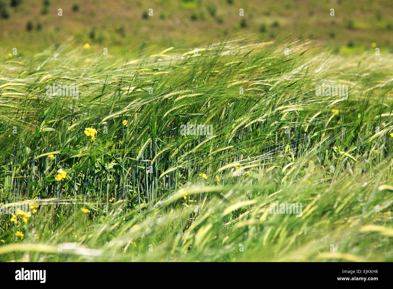 green ears of wheat Stock Photo