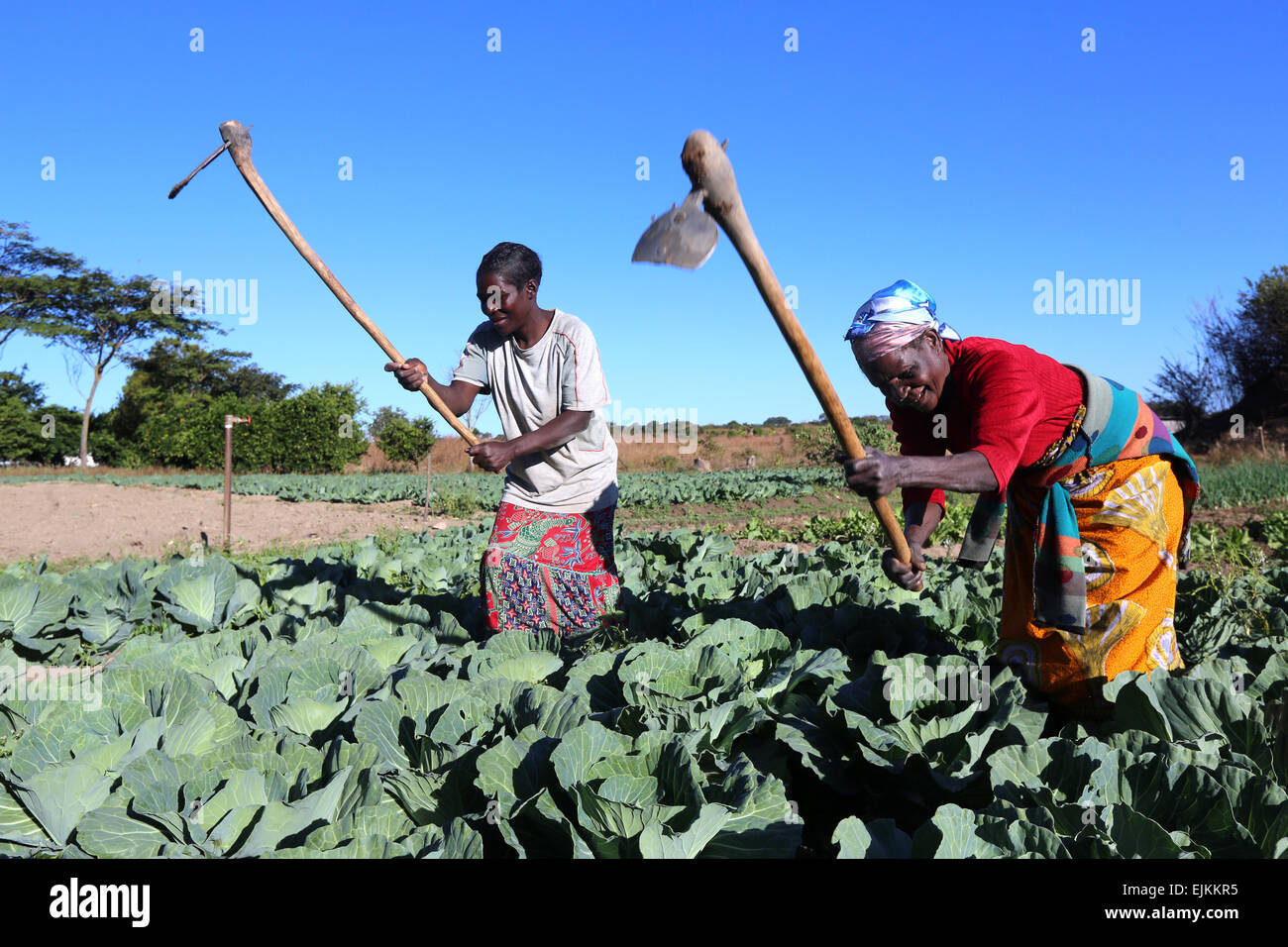 Female farmers zambia hires stock photography and images Alamy