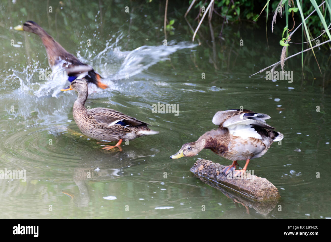 Mallard ducks startled by the approach of a boat on the Canal du Centre near Chagny, France. Stock Photo