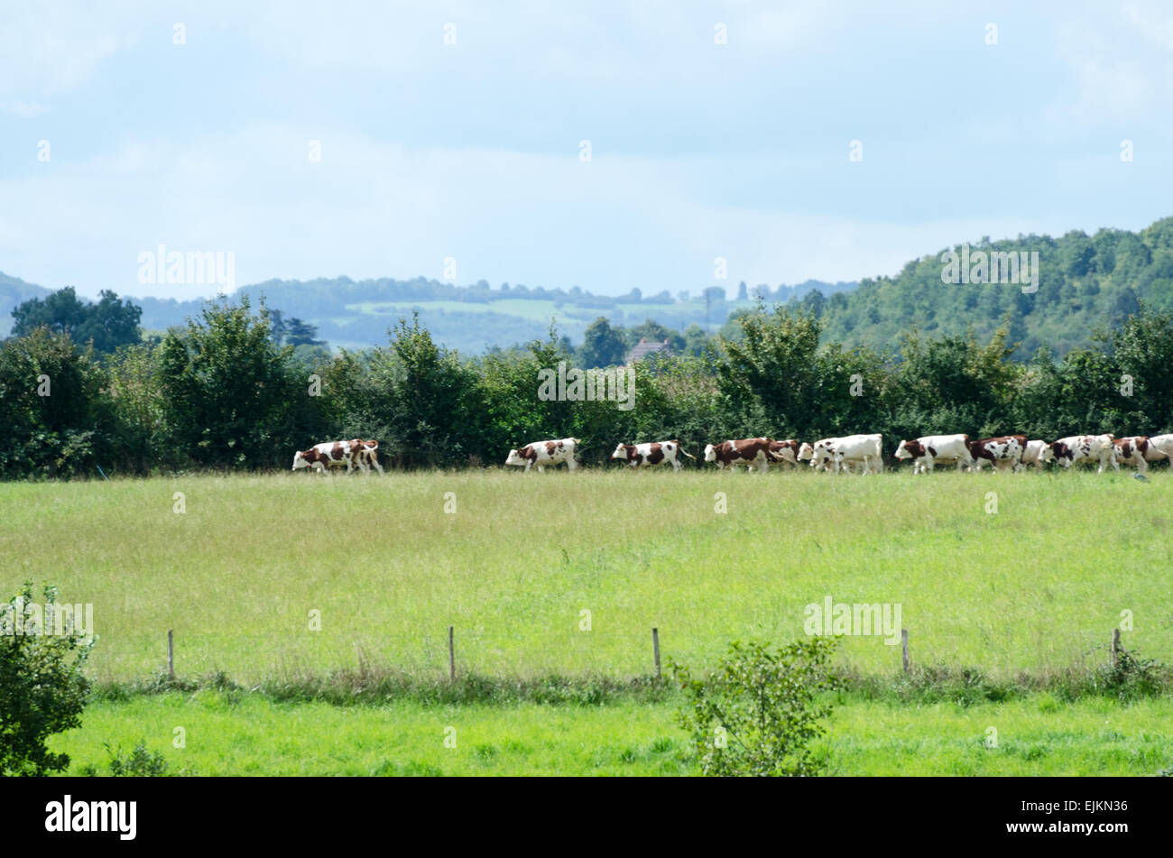 Cows grazing in a field next to the Canal du Centre near Rully, Burgundy, France Stock Photo