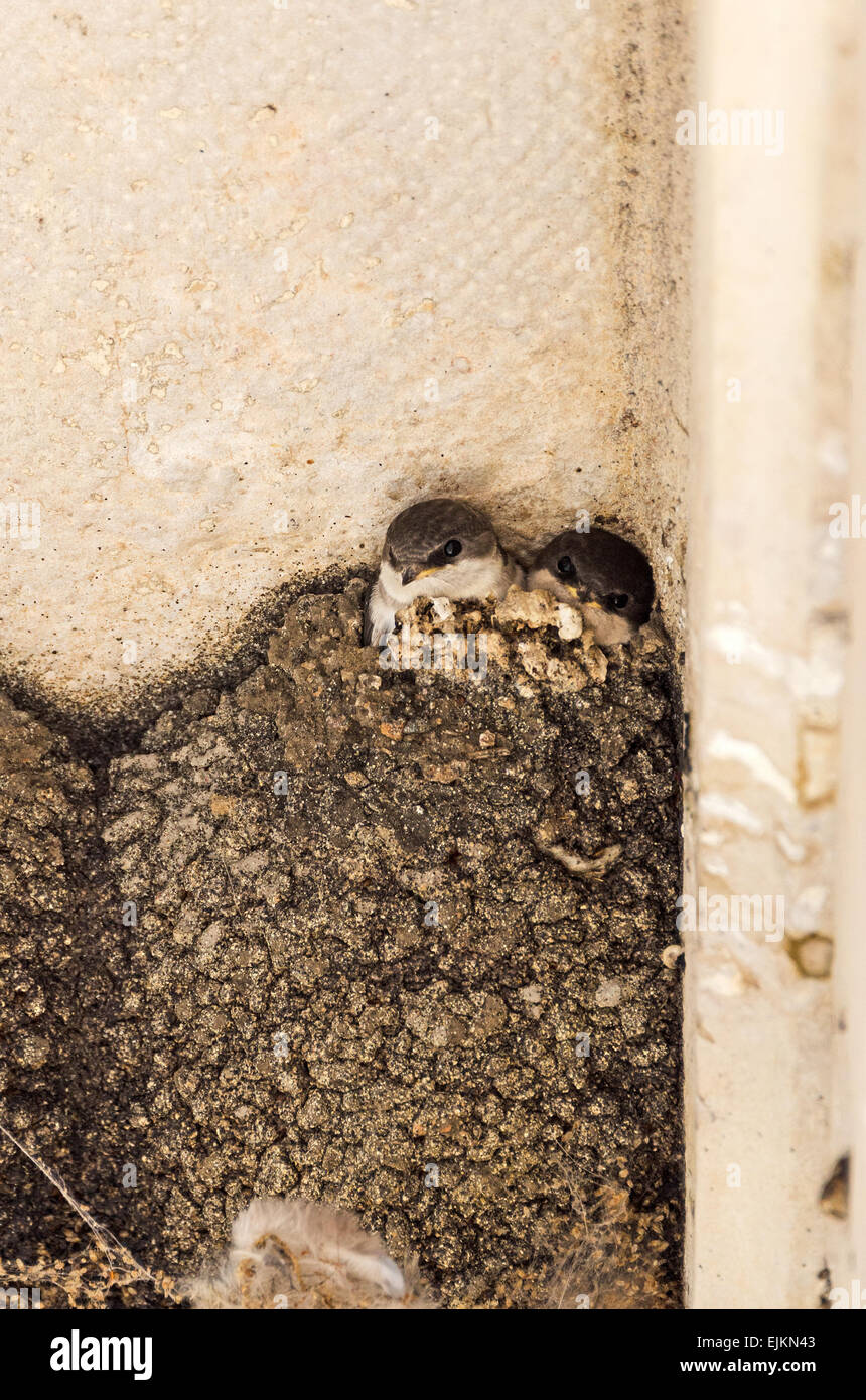 Two young house martins (Delichon urbicum) in their nest under a balcony in Chagny, Burgundy, France. Stock Photo