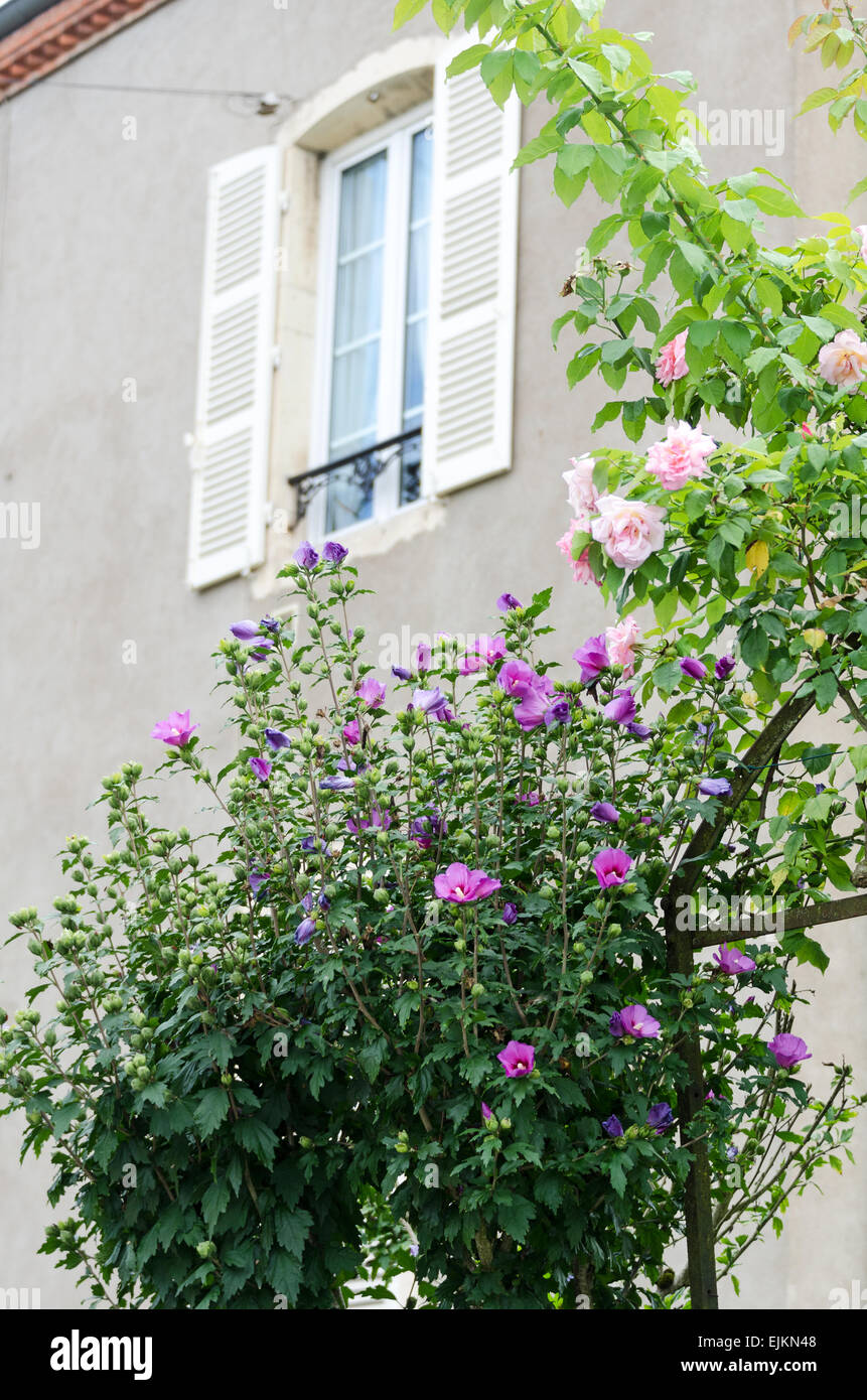 Rose of Sharon (Hibiscus syriacus) and a pale pink rose blooming in a garden in Chagny, Burgundy, France. Stock Photo