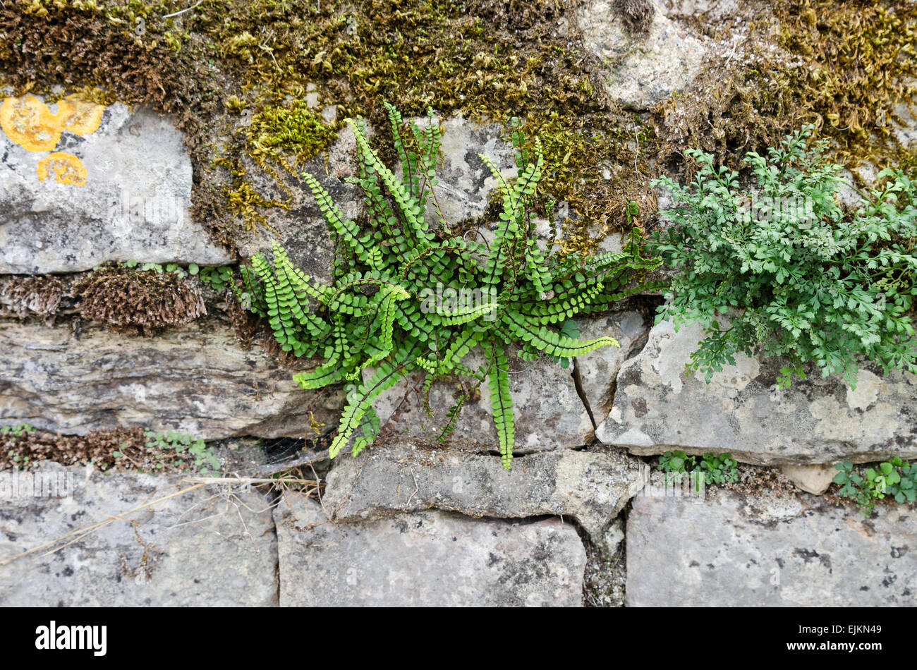 Maidenhair fern (Asplenium trichomanes) growing in the joints of an old stone wall in Chagny, Burgundy, France. Stock Photo