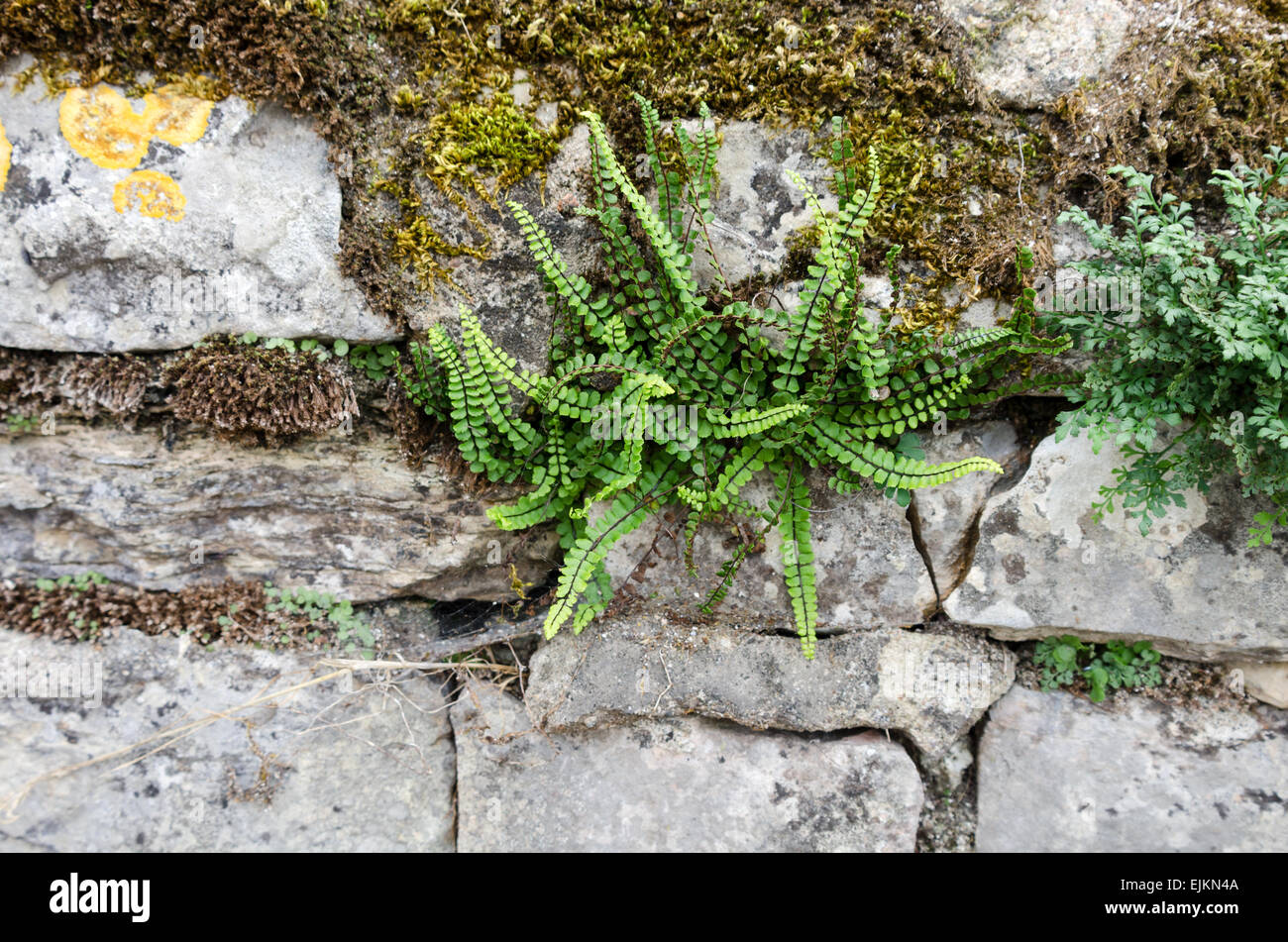 Maidenhair fern (Asplenium trichomanes) growing in the joints of an old stone wall in Chagny, Saône-et-Loire, Burgundy, France. Stock Photo