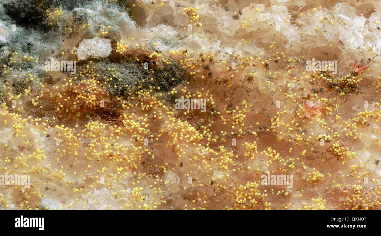 Yellow Hyphae of Green Mold Stock Photo