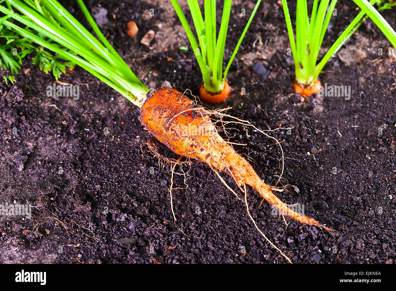 closeup of ripe carrot on a bed Stock Photo - Alamy