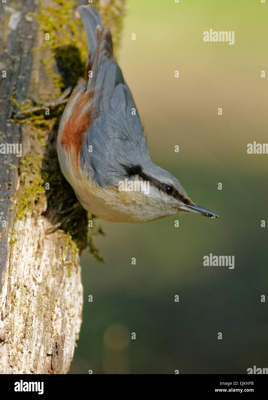 Poland in June.Nuthatch is sitting on the tree with head into the bottom.Vertical view.Close Stock Photo